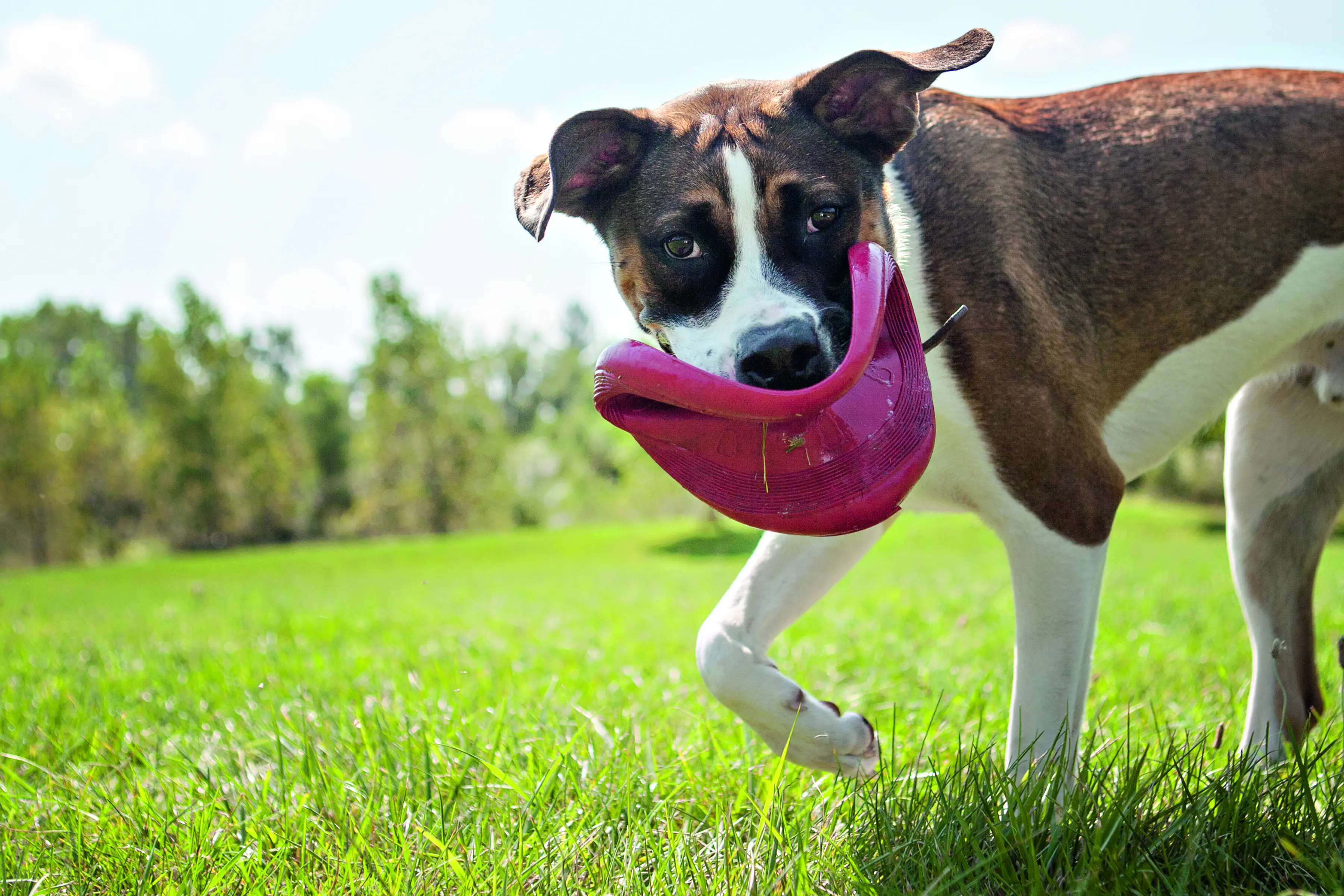 Kong Hundespielzeug Flyer 23 cm rot