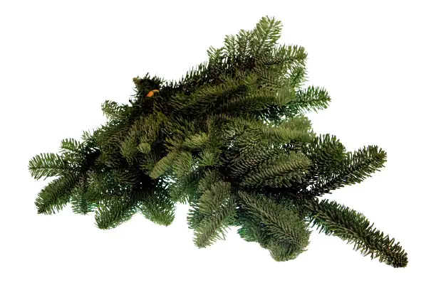 Nobilistannen Schnittgrün ca 500 g