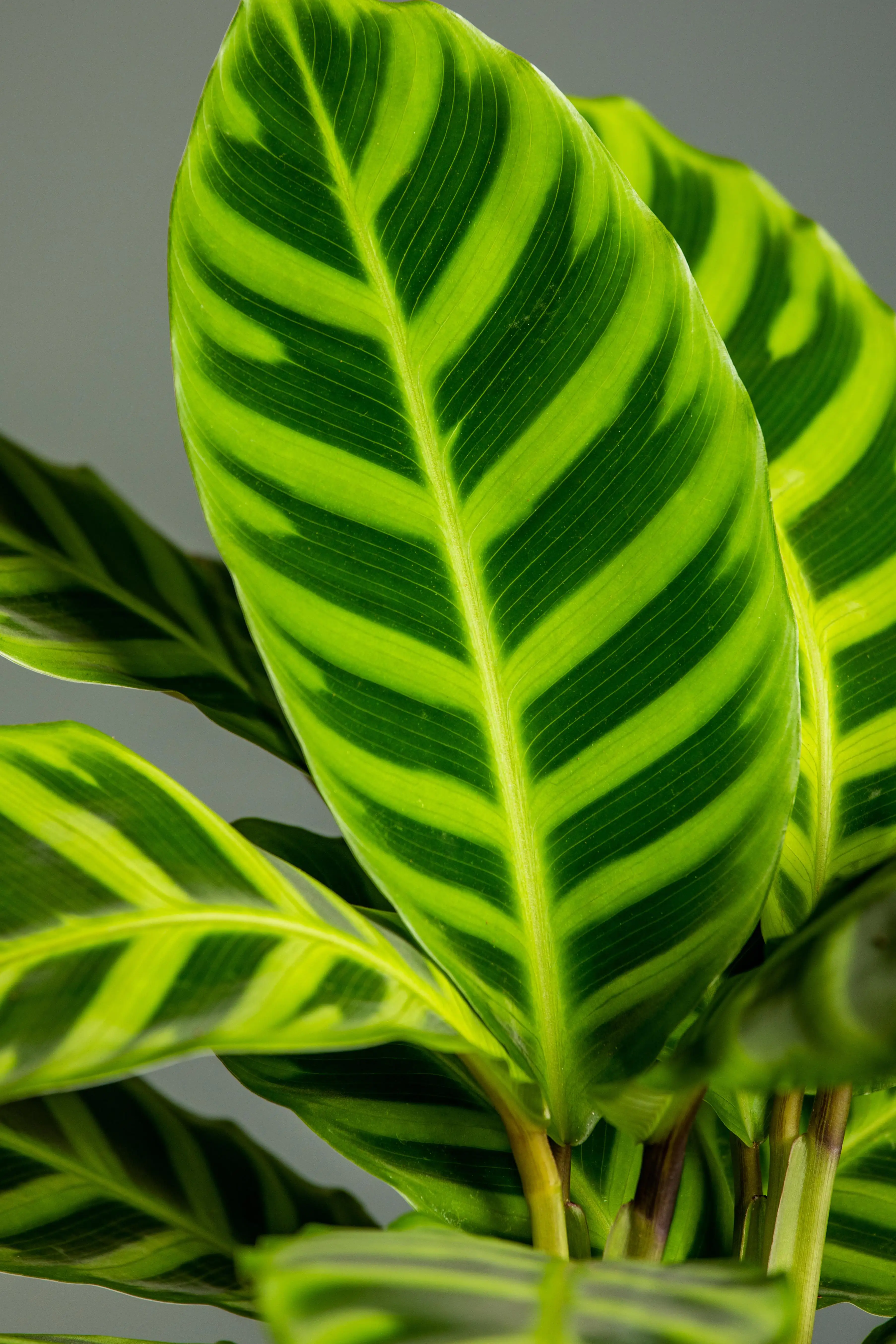 Korbmarante 'Zebrina' 14 cm Topf, ca. 50 cm hoch