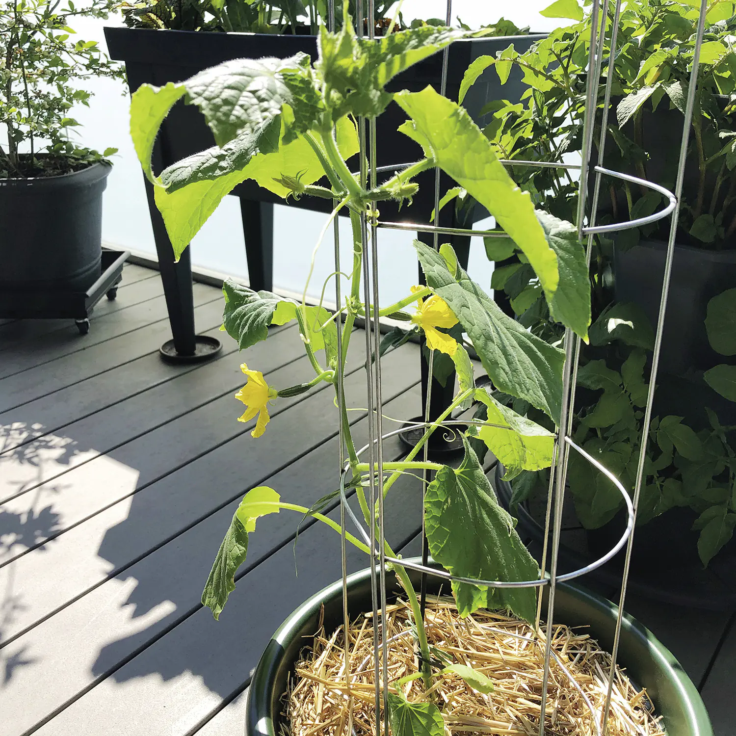 Bellissa Gurkenturm 120cm 120 cm hoch