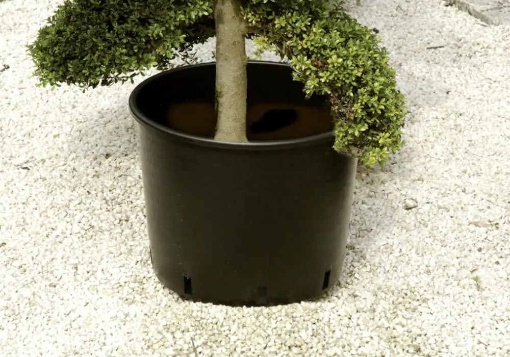 Floraworld Pflanzcontainer 5 L