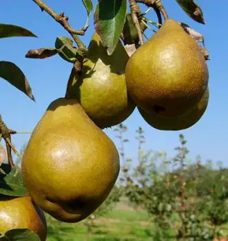 Birnenbaum Tongern 7,5 L Container