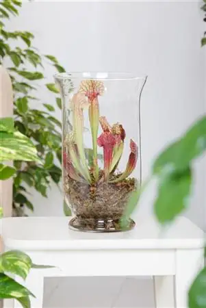 Fleischfressende Pflanzen Schlauchpflanze Mix H 18 cm 6 cm Topf Fleischfressende Pflanzen Schlauchpflanze Mix H 18 cm 6 cm Topf