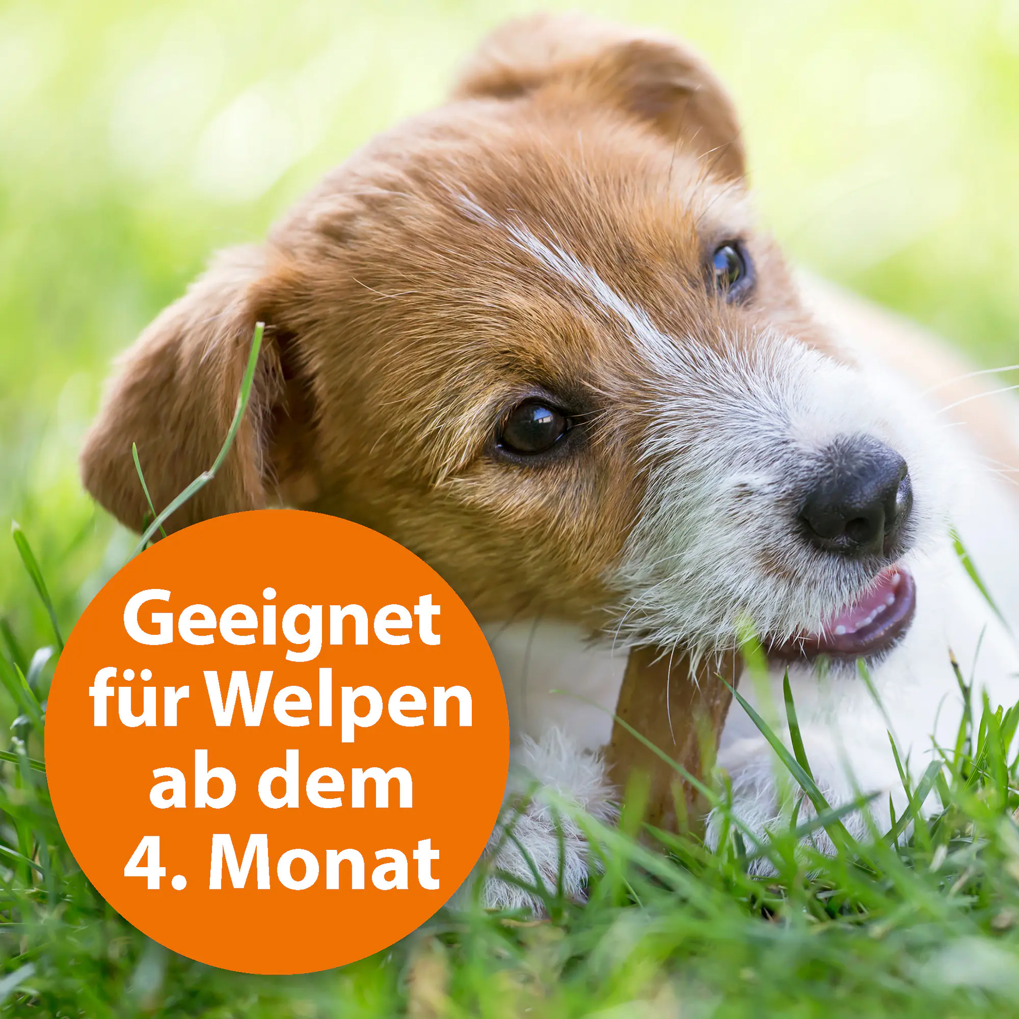 ARDAP Spot On Floh- und Zeckenschutztropfen für Hunde unter 10 kg 3 x 1 ml ARDAP Spot On Floh- und Zeckenschutztropfen für Hunde unter 10 kg 3 x 1 ml