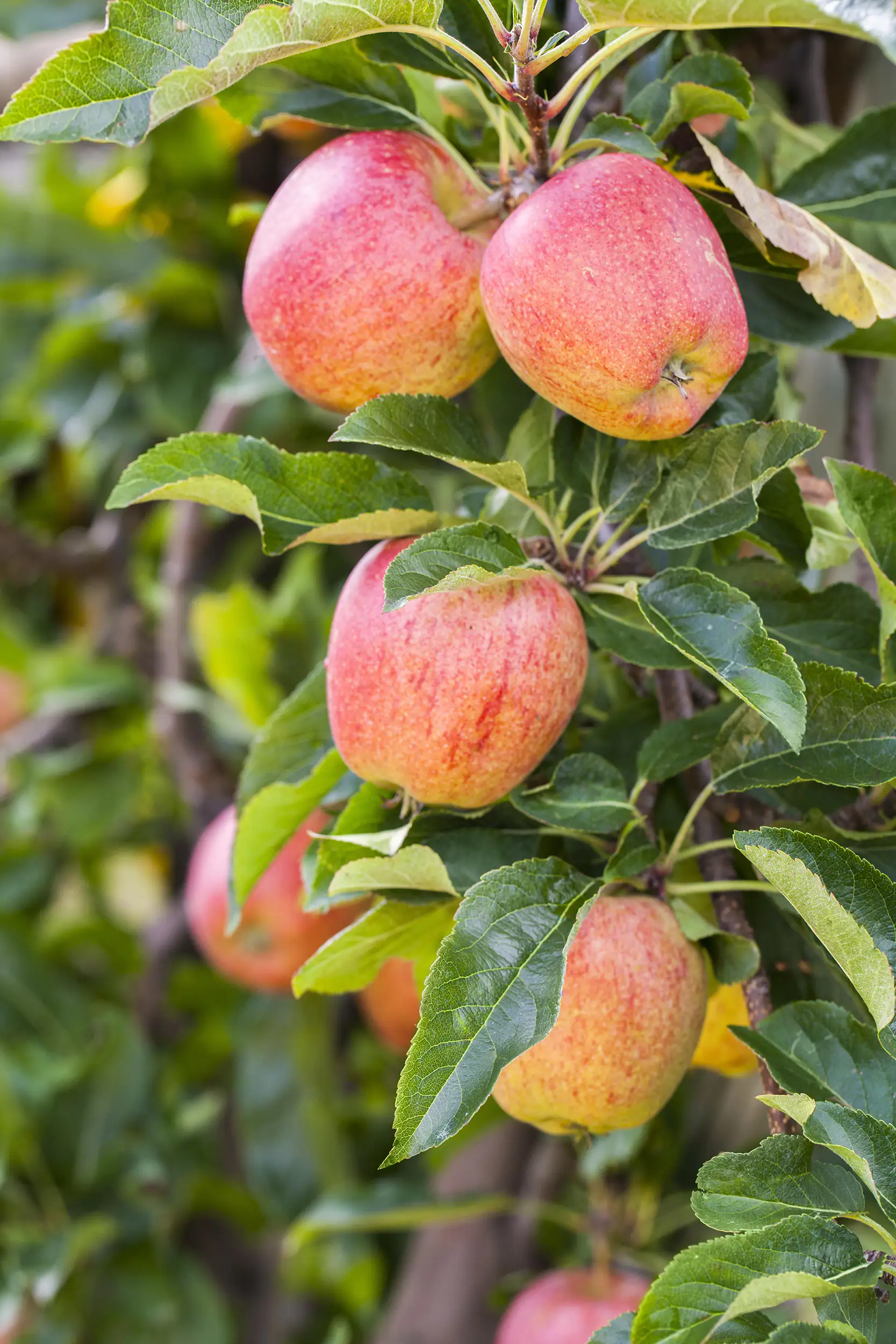 Apfelbaum in Sorten 10 L Container