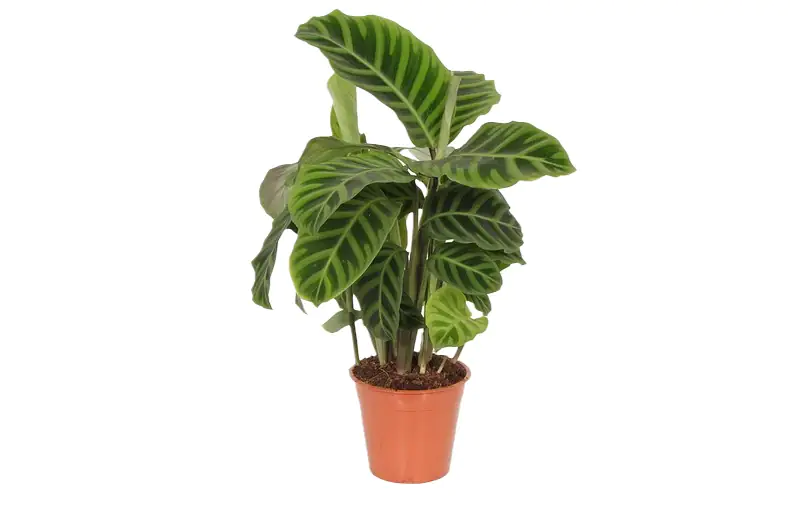 Korbmarante 'Zebrina' 14 cm Topf, ca. 50 cm hoch