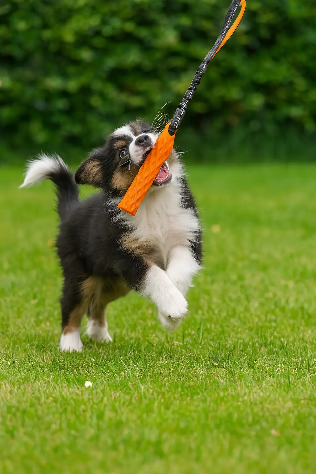 Nobby Hundespielzeug TPR Stick mit Schlaufe 47 cm