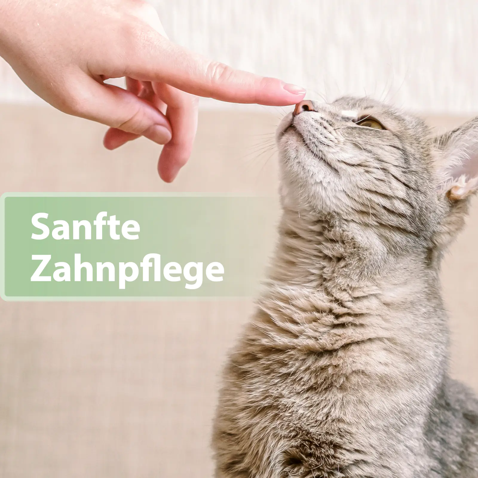 Felisept Zahnpflege Pads für Katzen 50 Stück Felisept Zahnpflege Pads für Katzen 50 Stück