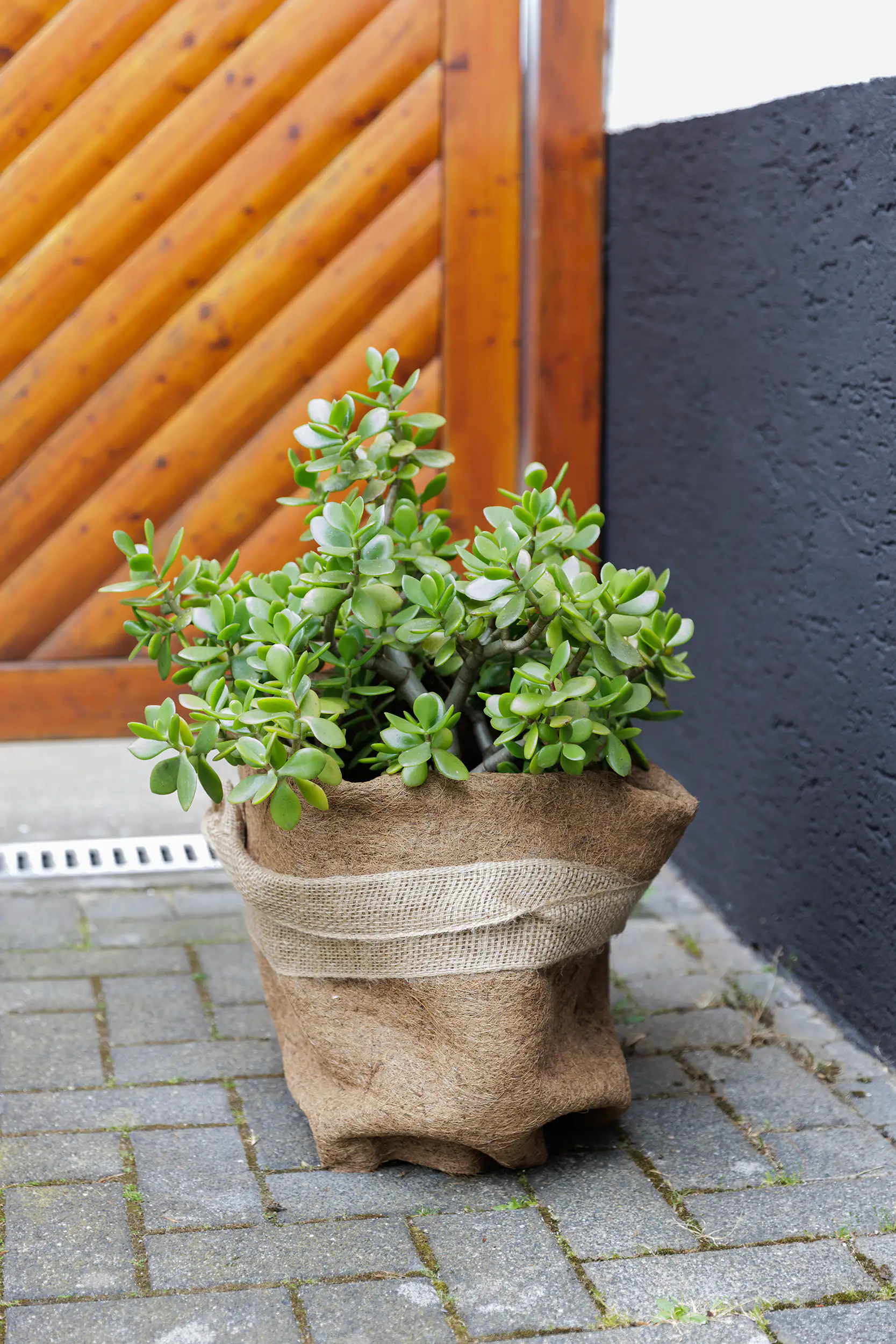 TrendLine Kokosschutz-Matte 1,5 x 0,5 m TrendLine Kokosschutz-Matte 1,5 x 0,5 m