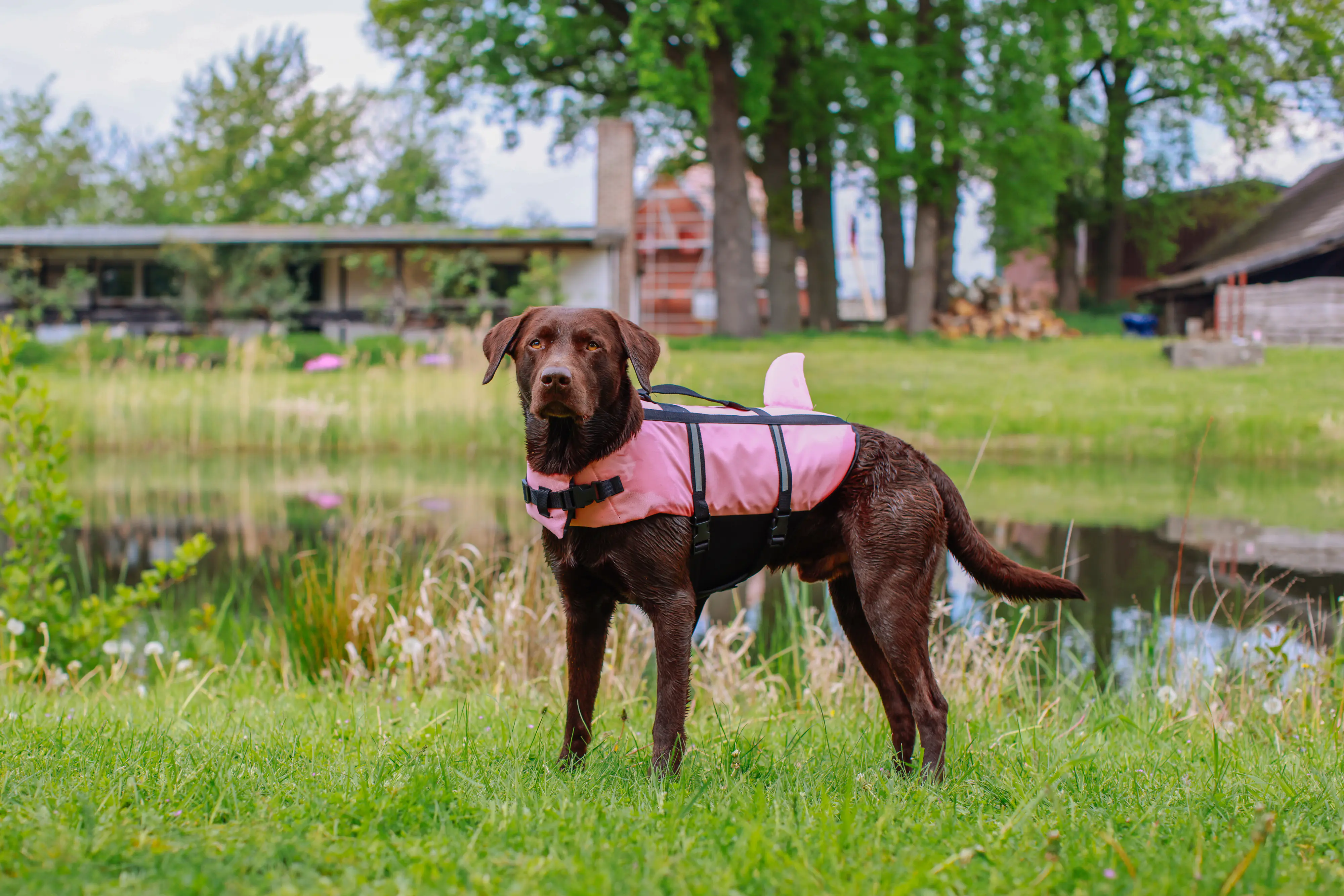 Nobby Hunde Schwimmweste Sharki mit Haiflosse pink Nobby Hunde Schwimmweste Sharki mit Haiflosse pink