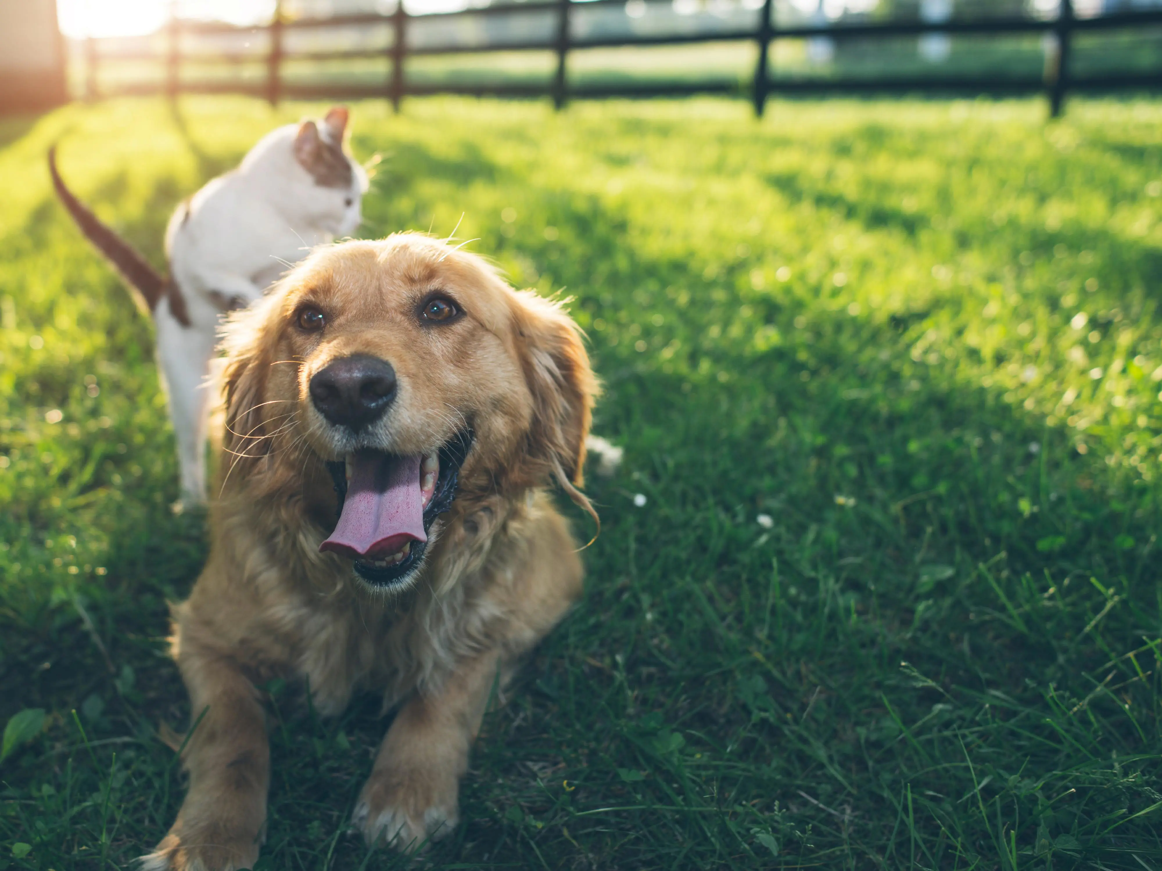 Dokas Entenbrust in Stücken 200 g