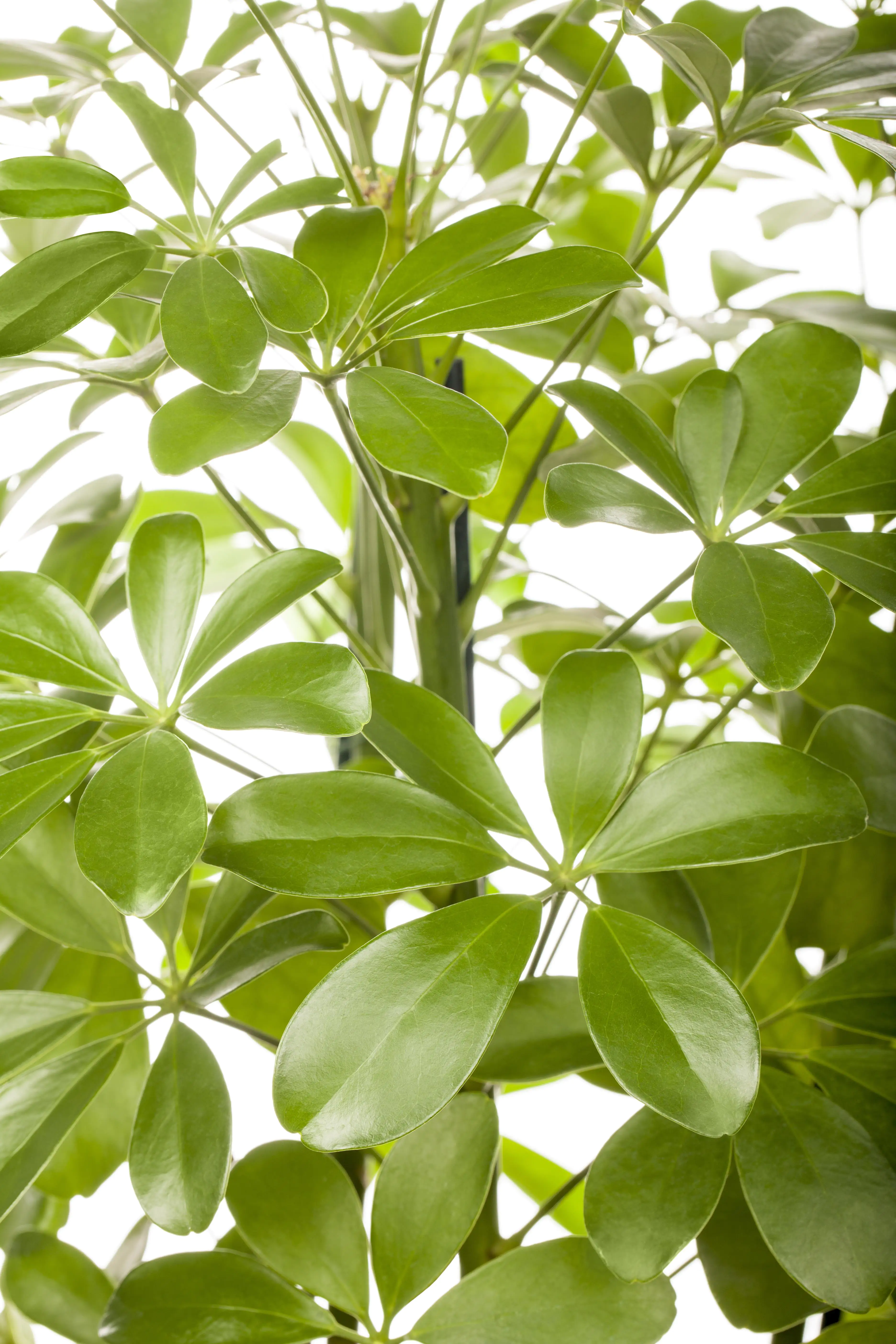 Strahlenaralie Schefflera arboricola Nora H ca. 50 cm 21 cm Topf
