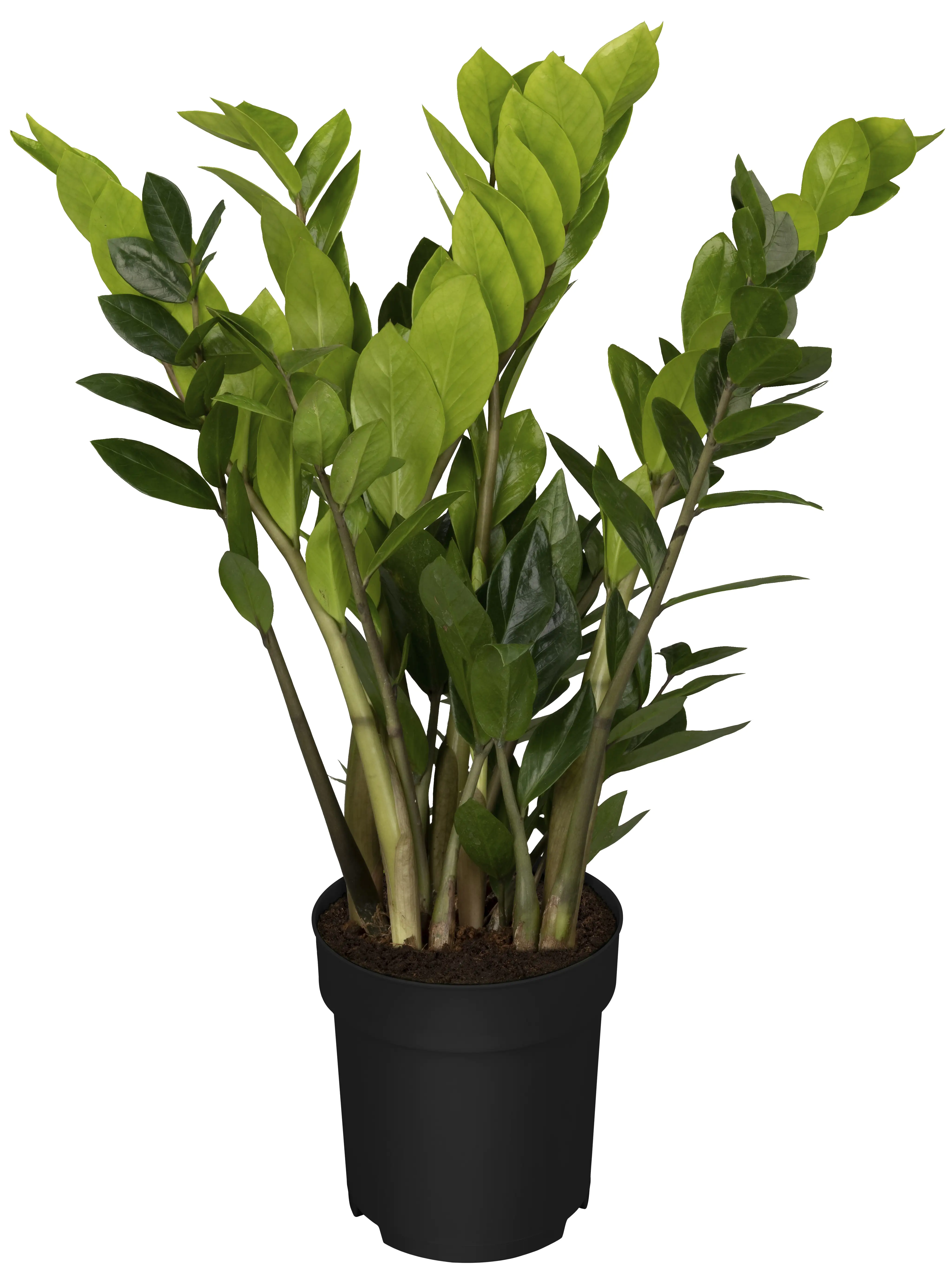 Zamioculcas Zamifolia Glücksfeder 60 cm 17 cm Topf