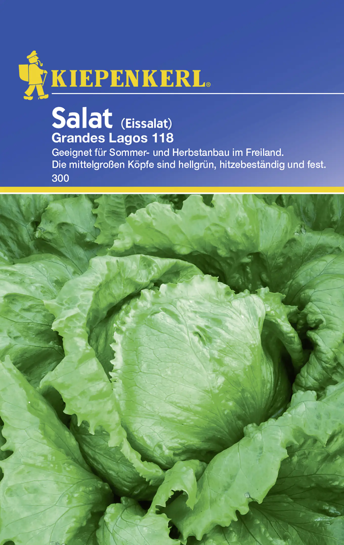 Kiepenkerl Eissalat Grandes Lagos 118 Lactuca sativa, Inhalt: ca. 200 Pflanzen Kiepenkerl Eissalat Grandes Lagos 118 Lactuca sativa, Inhalt: ca. 200 Pflanzen