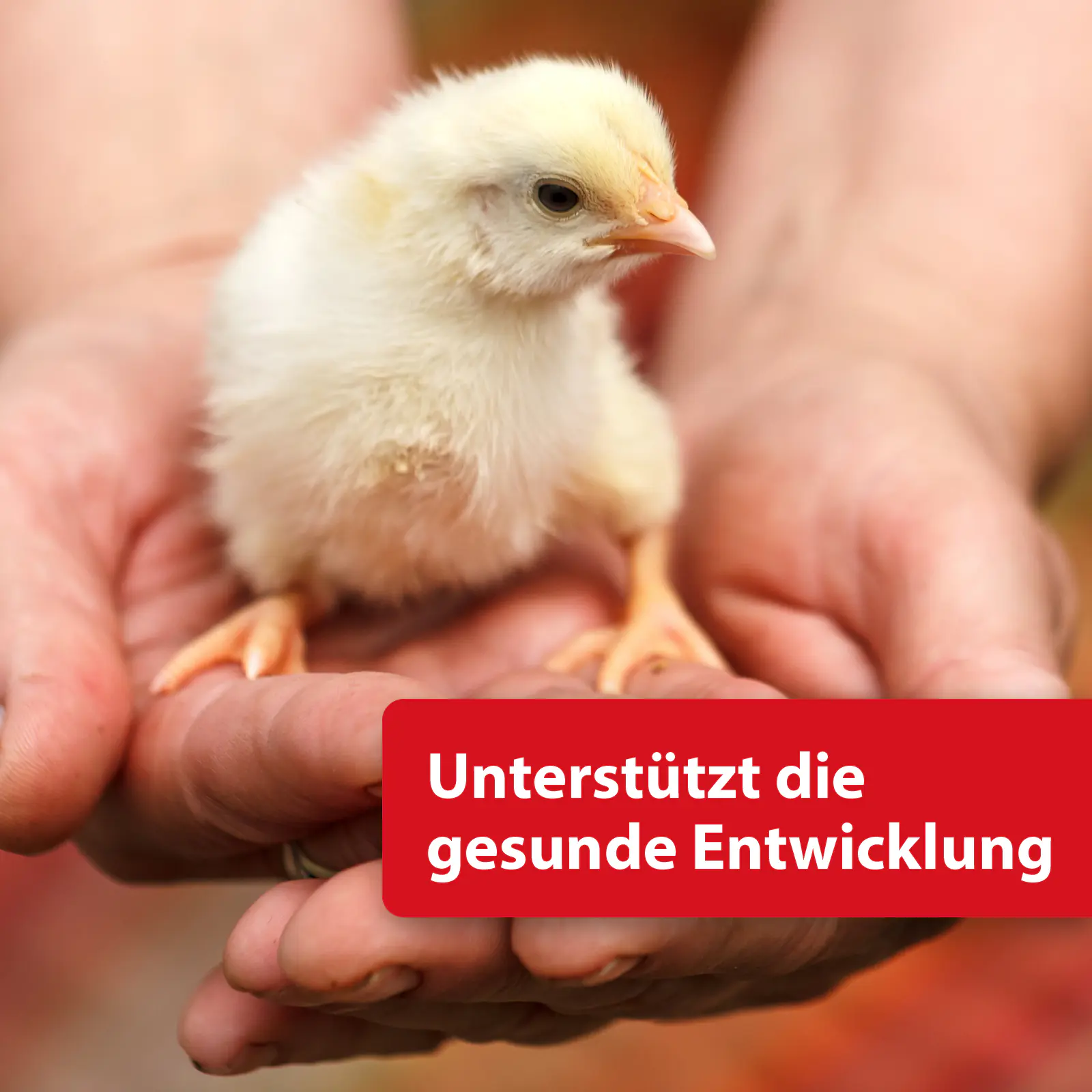 Quiko Hobbyfarming Eifutter für Hühner und Geflügel 500 g