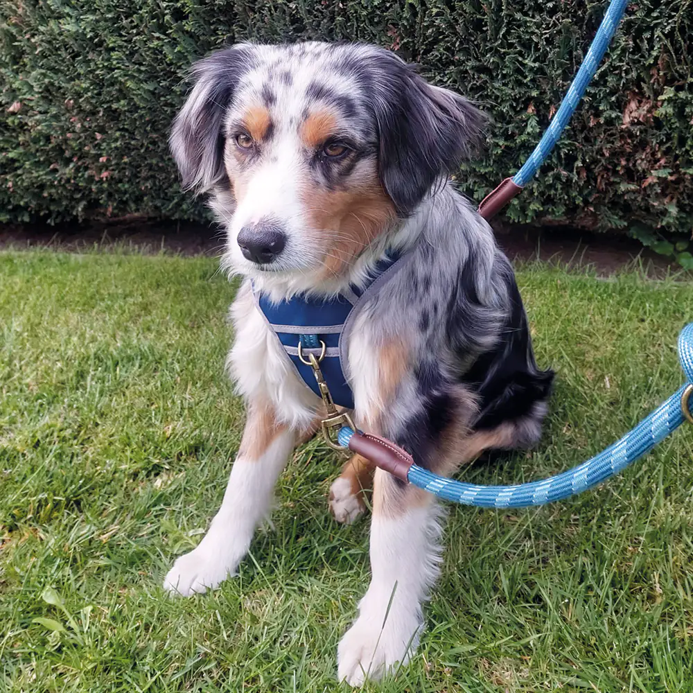 Nobby Hundegeschirr Sporty mit Griff beige Nobby Hundegeschirr Sporty mit Griff beige