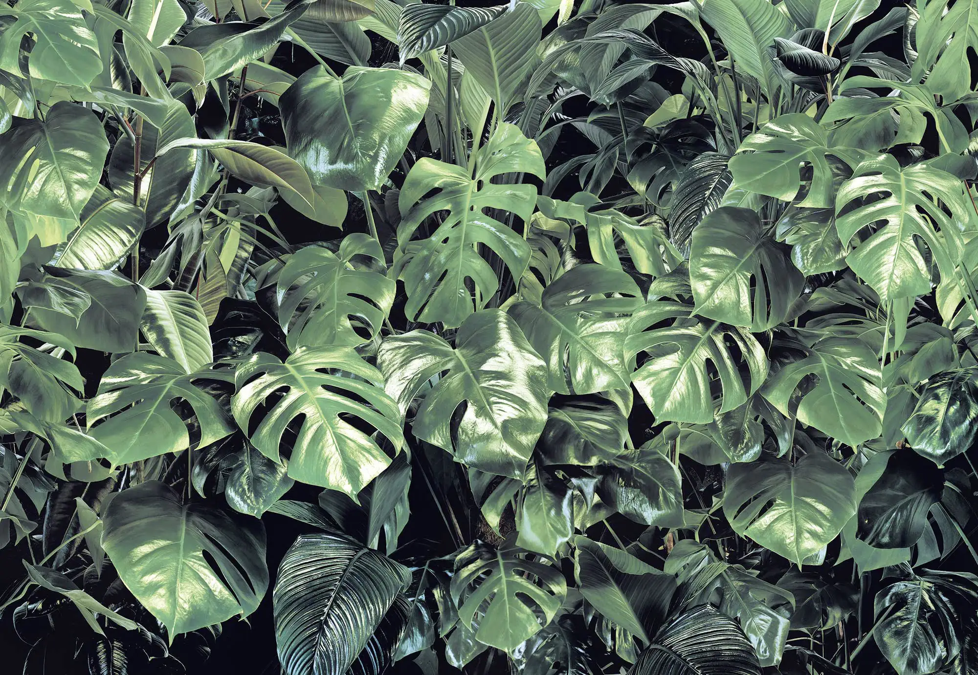 Komar Fototapete Verdure 368 x 254 cm Komar Fototapete Verdure 368 x 254 cm