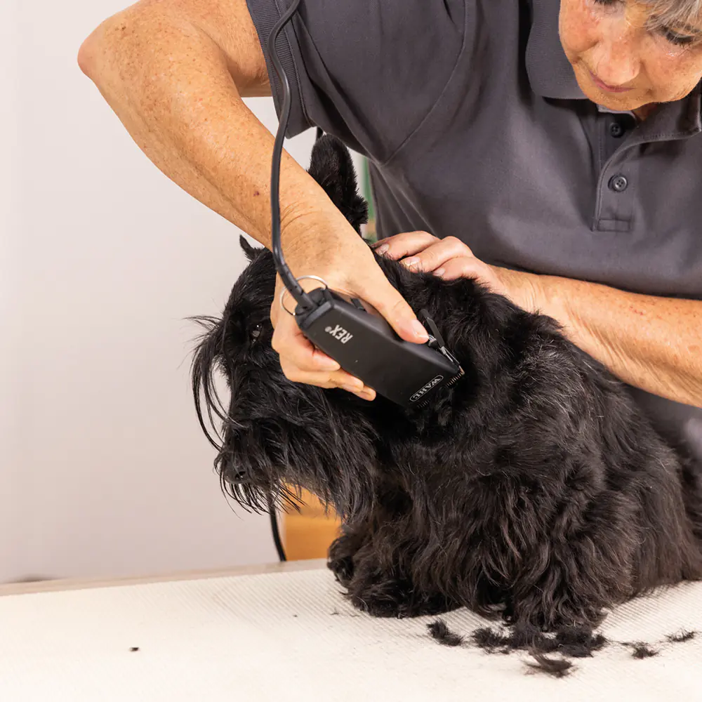 Nobby Wahl Schermaschinenset Rex 1230