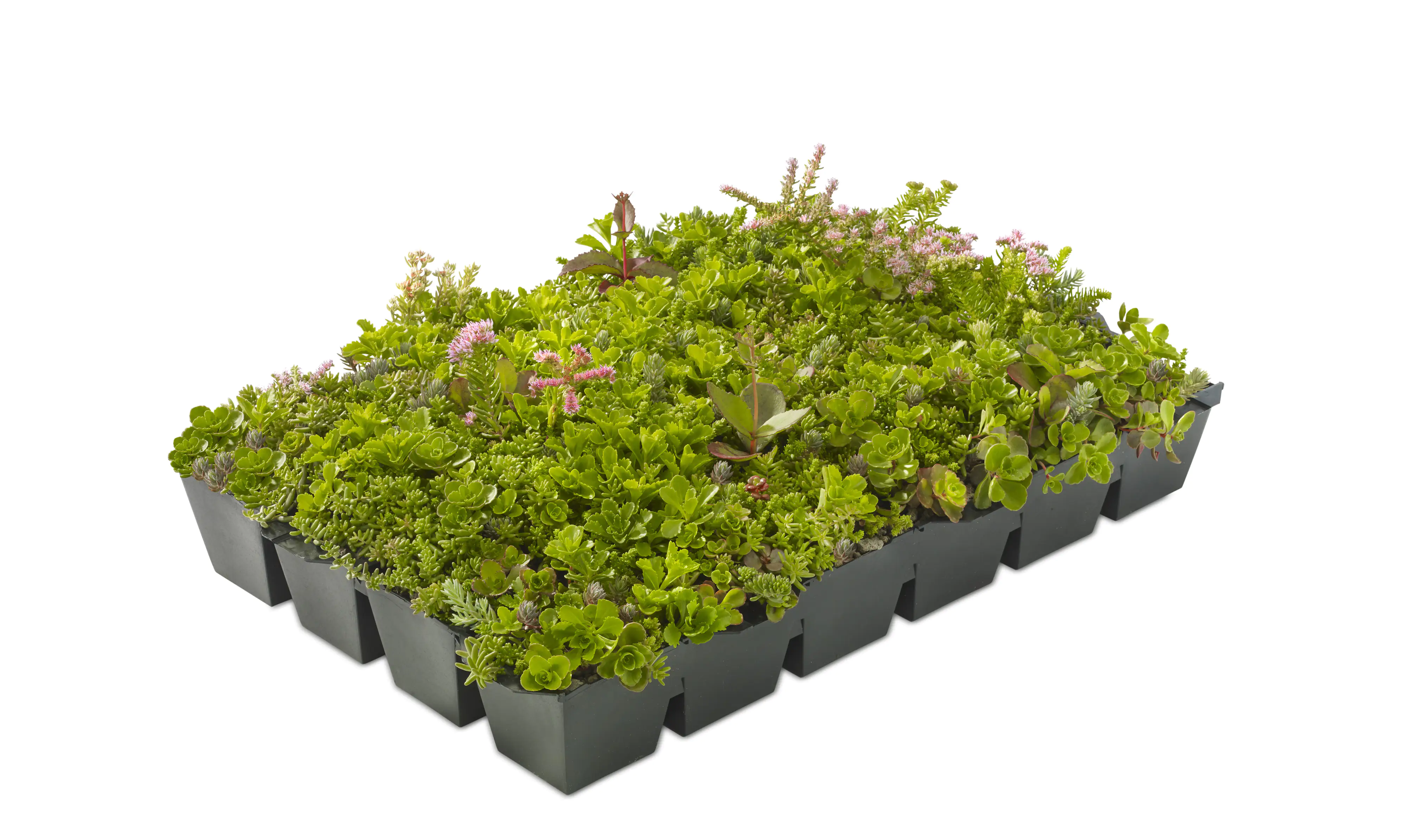 Dachbegrünung bis 25° Dachneigung 23 m² Dachbegrünung bis 25° Dachneigung 23 m²