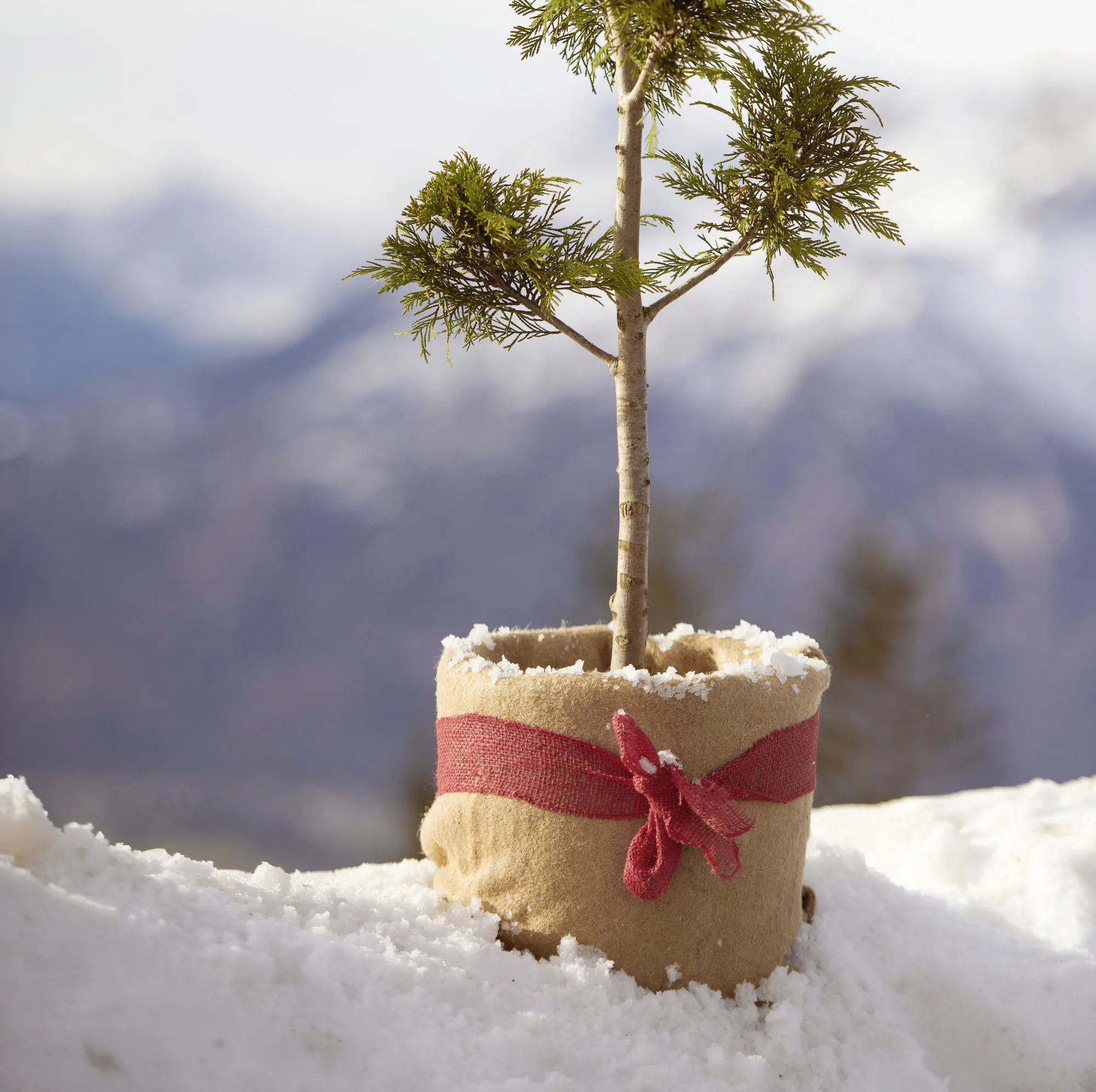 Windhager Winterschutz für Pflanzen Jute 0,5 x 4 m natur