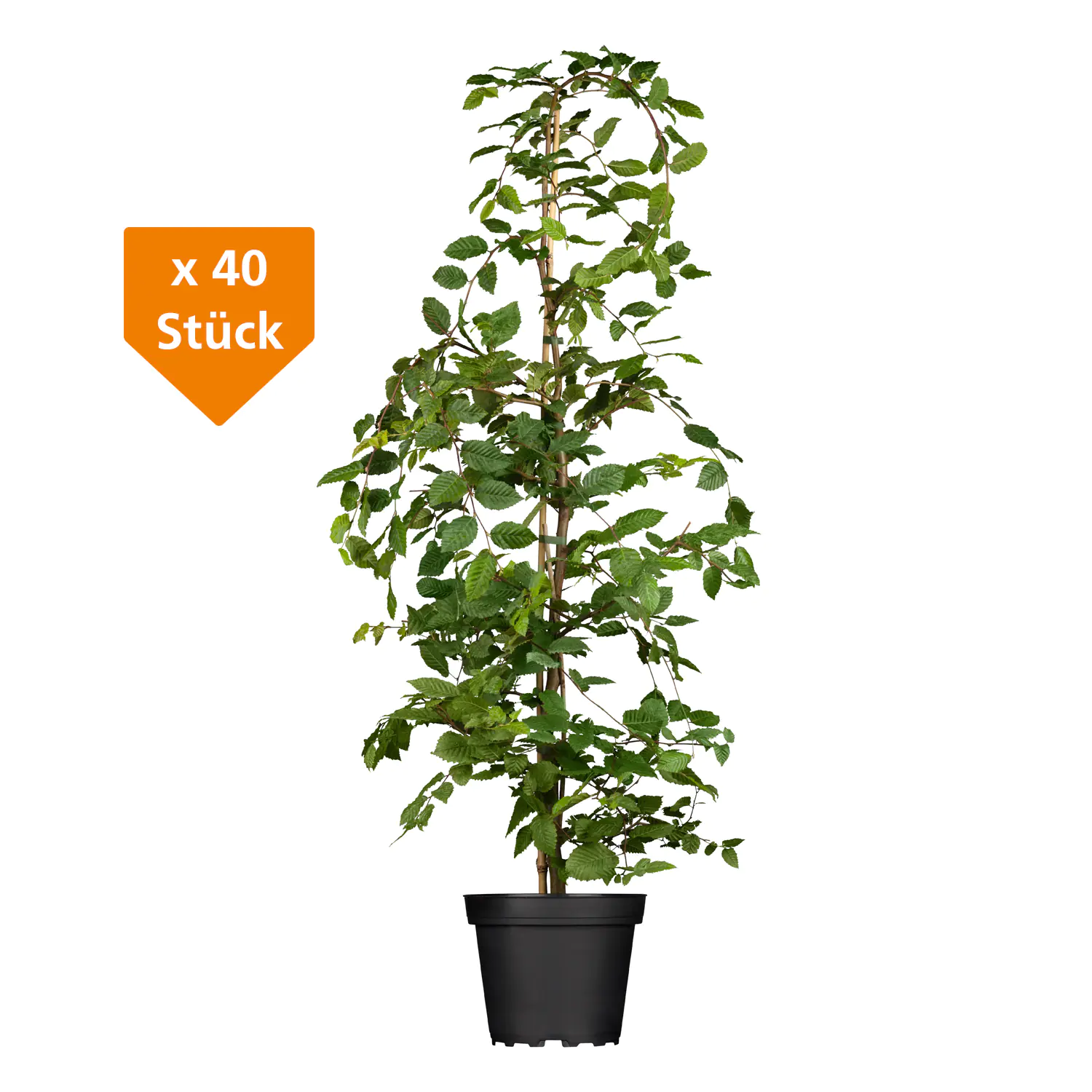 Hainbuche Carpinus betulus H 175 - 200 cm, 40 Stück