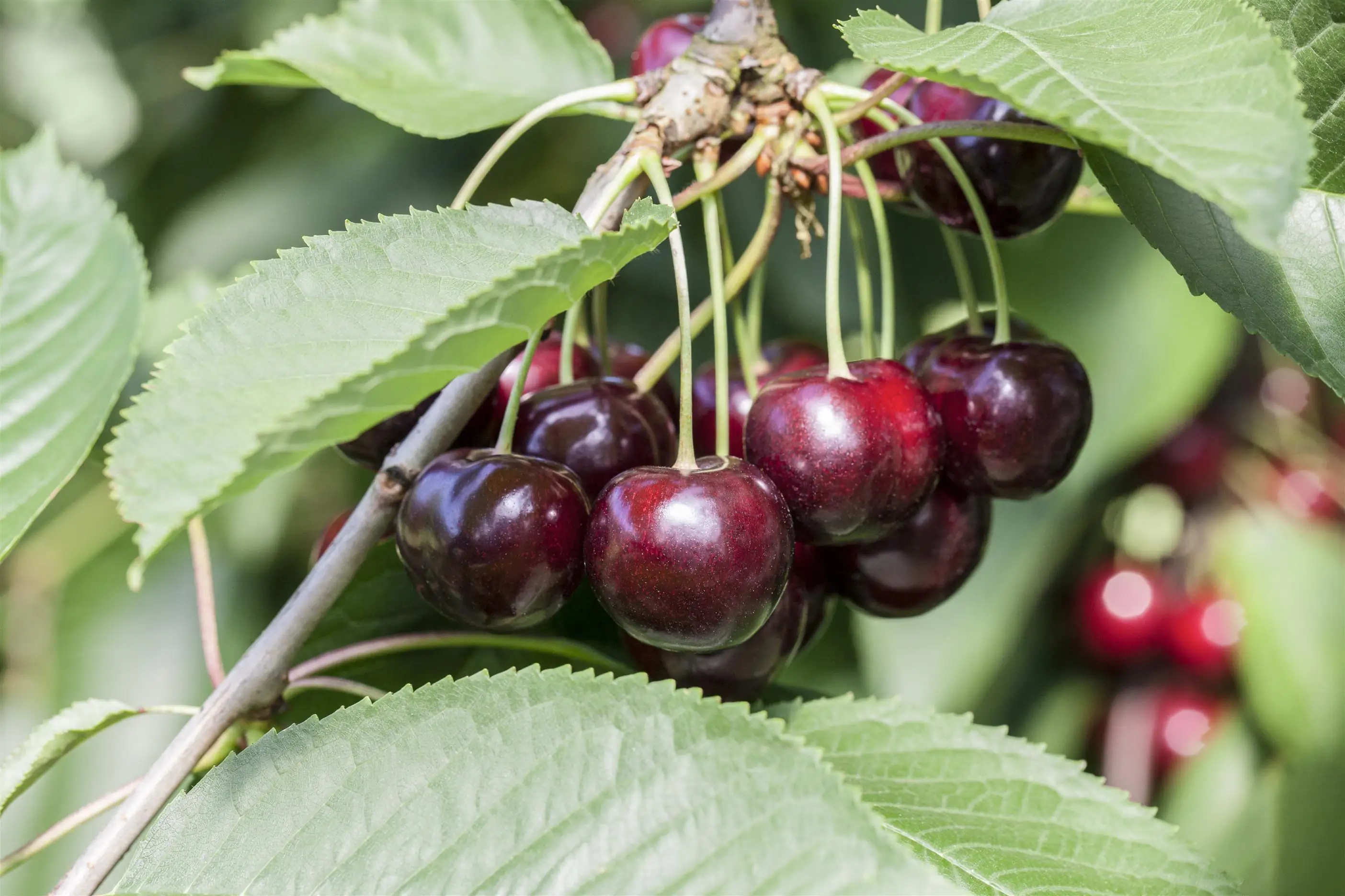 Bio Obstbaum Süßkirsche 5 Liter Container