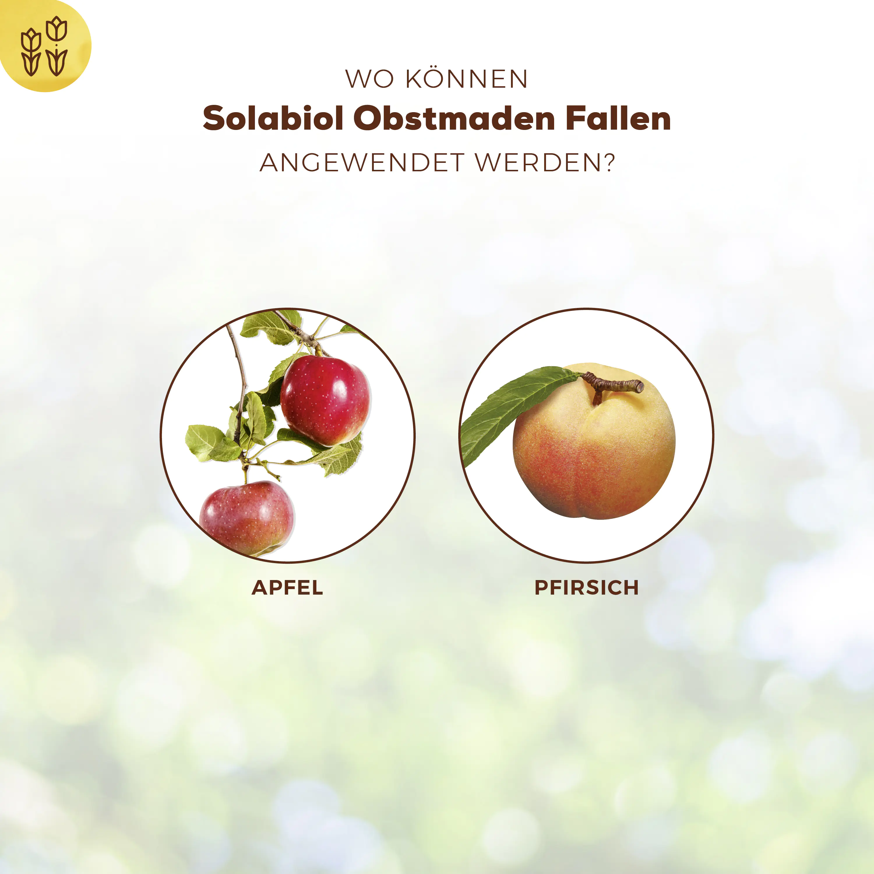 Solabiol Obstmaden Fallen 5 Stück Solabiol Obstmaden Fallen 5 Stück