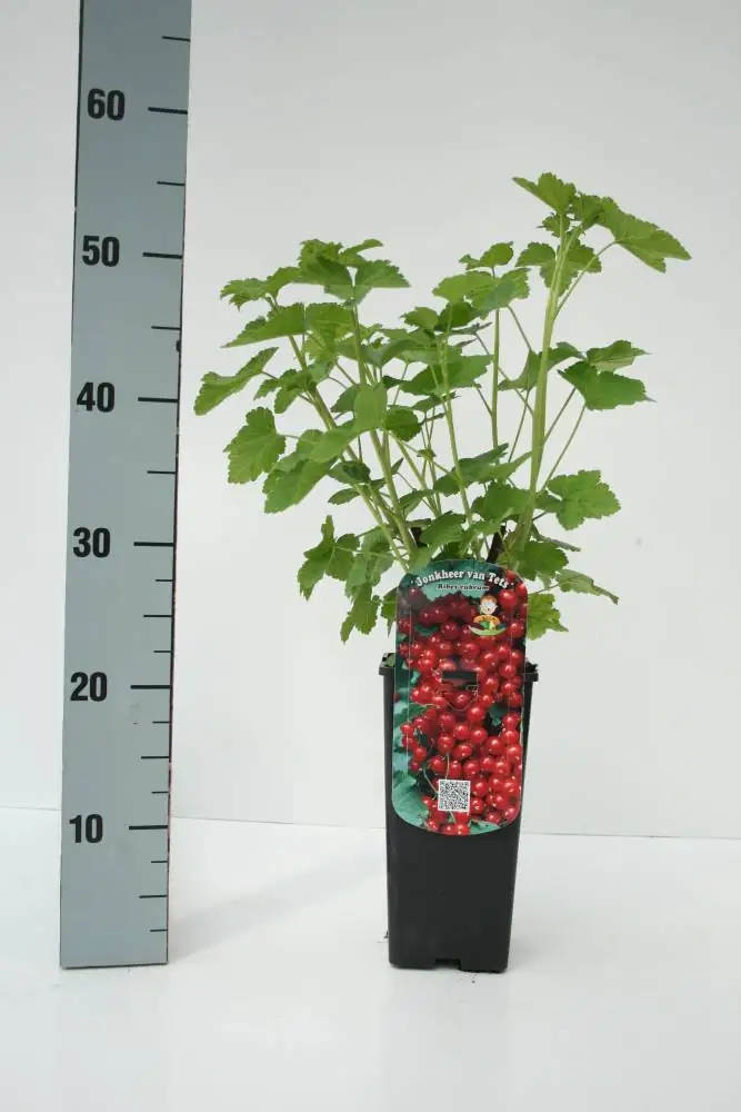 Obststrauch Rote Johannisbeere 2 L Eck-Container Obststrauch Rote Johannisbeere 2 L Eck-Container