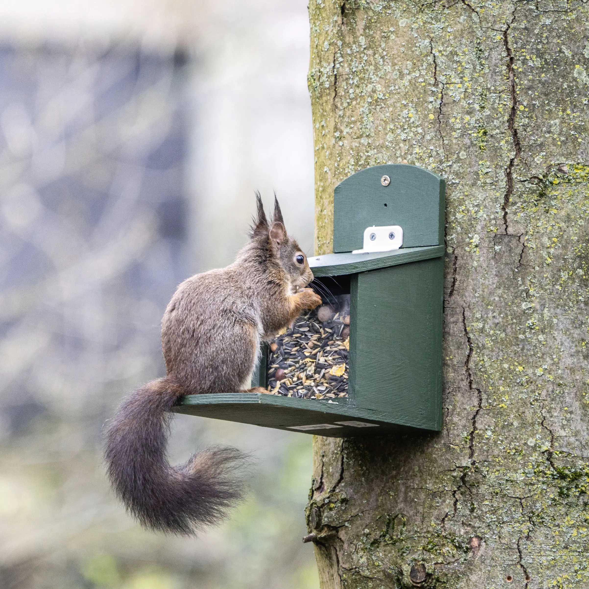 Eichhörnchenfutter 2 kg