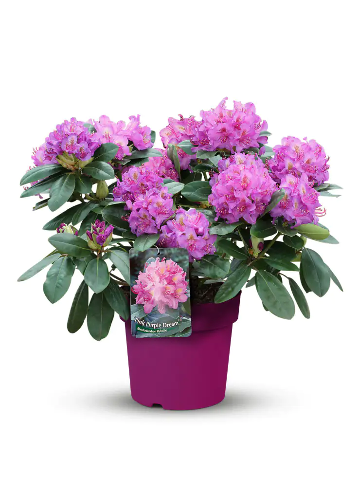 Rhododendron in Sorten 5 l Topf