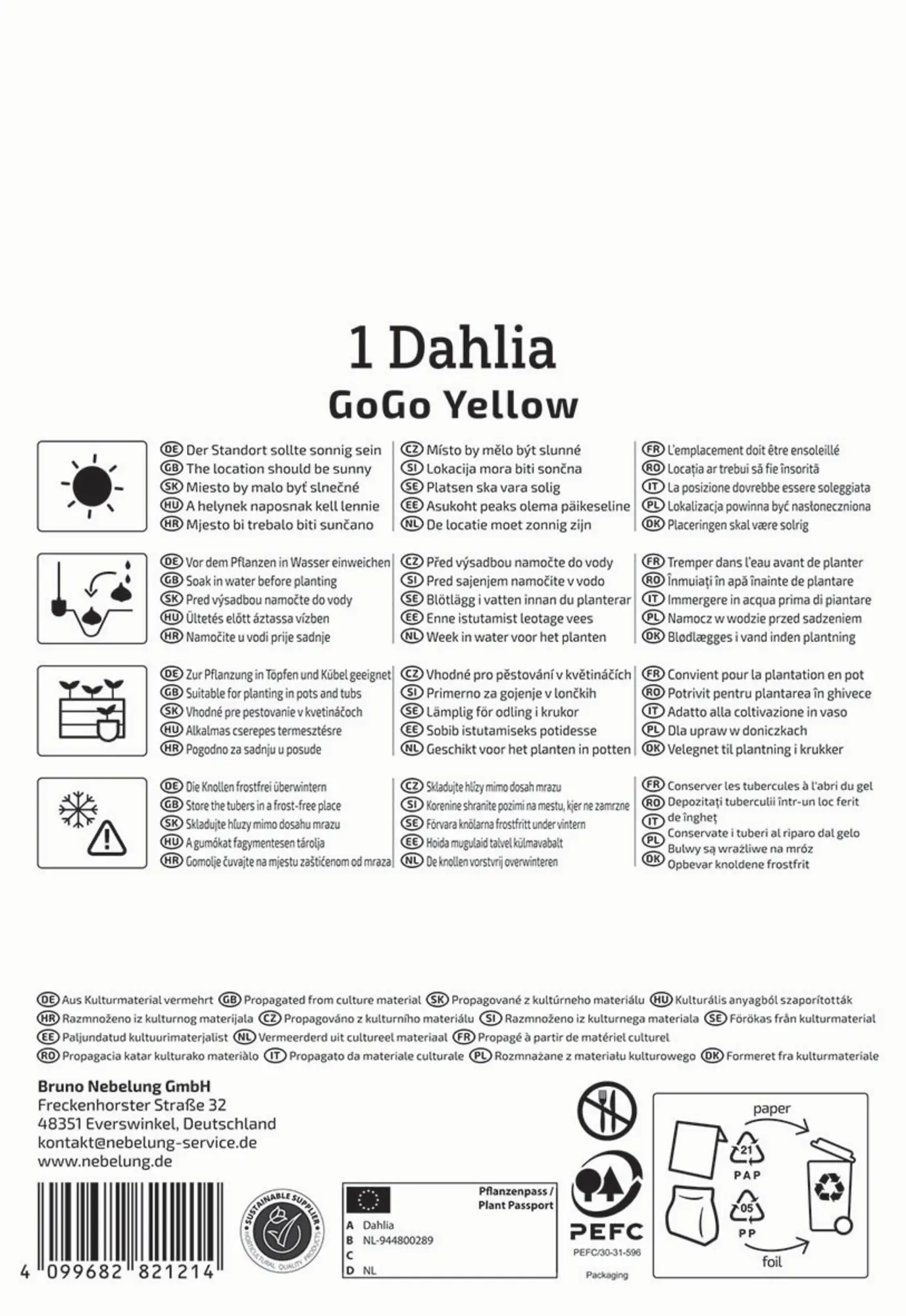 Kiepenkerl Frühjahrsblumenzwiebel Dekorative Dahlie Go Go Yellow 1 Stück