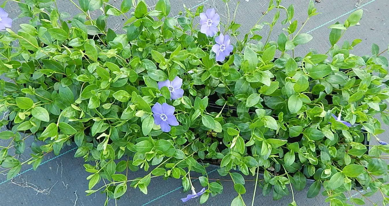 Immergrün 10,5 cm Topf