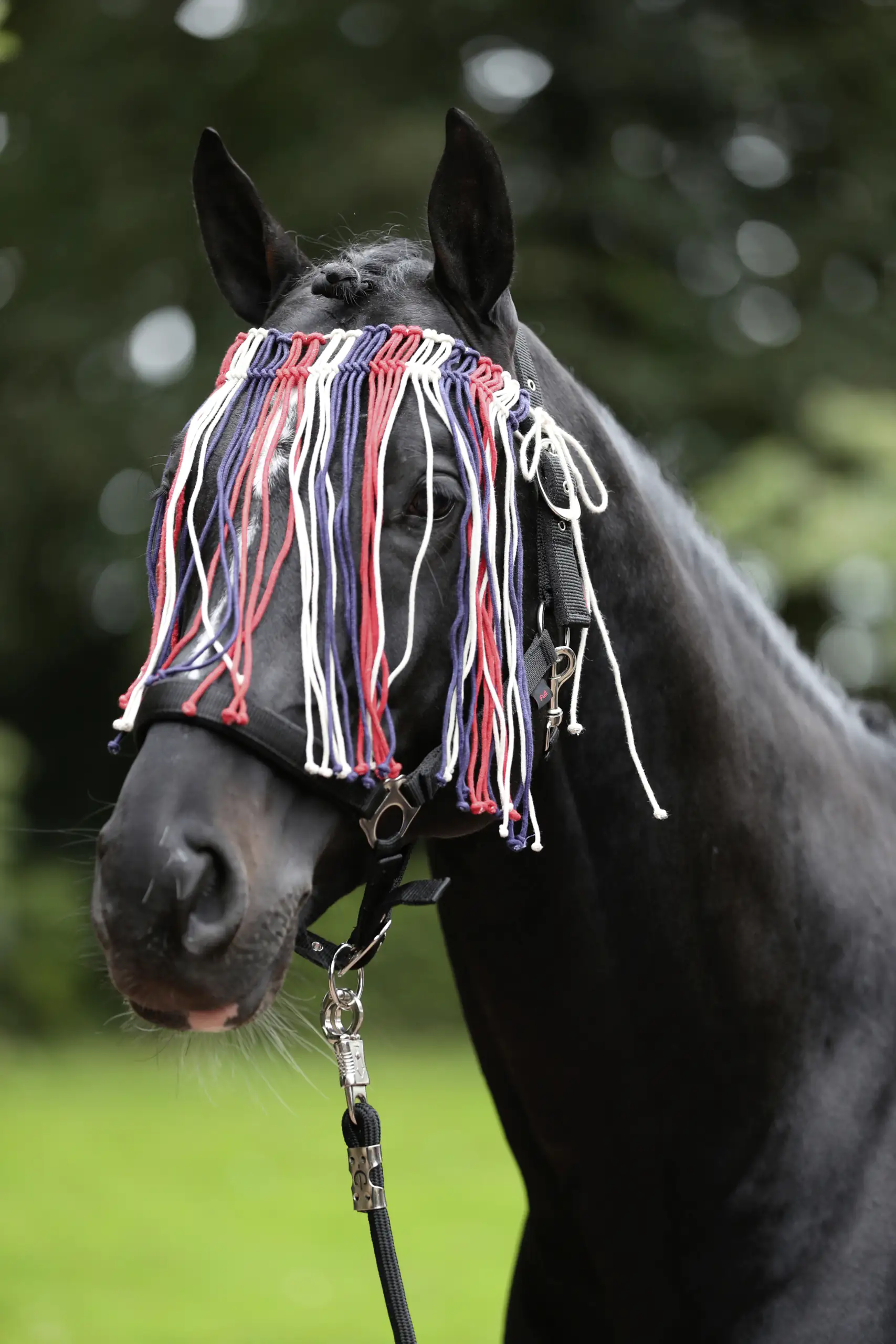 Kerbl Covalliero Fliegen Fransenband rot-blau-weiß Full