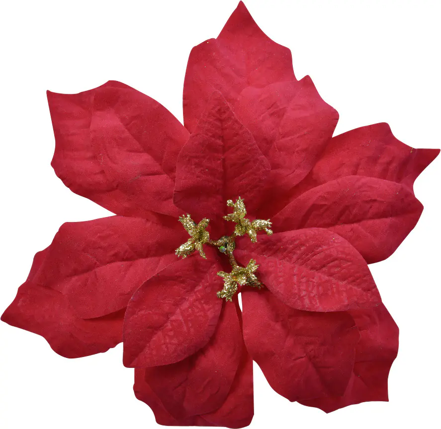 Kaemingk Poinsettia rot