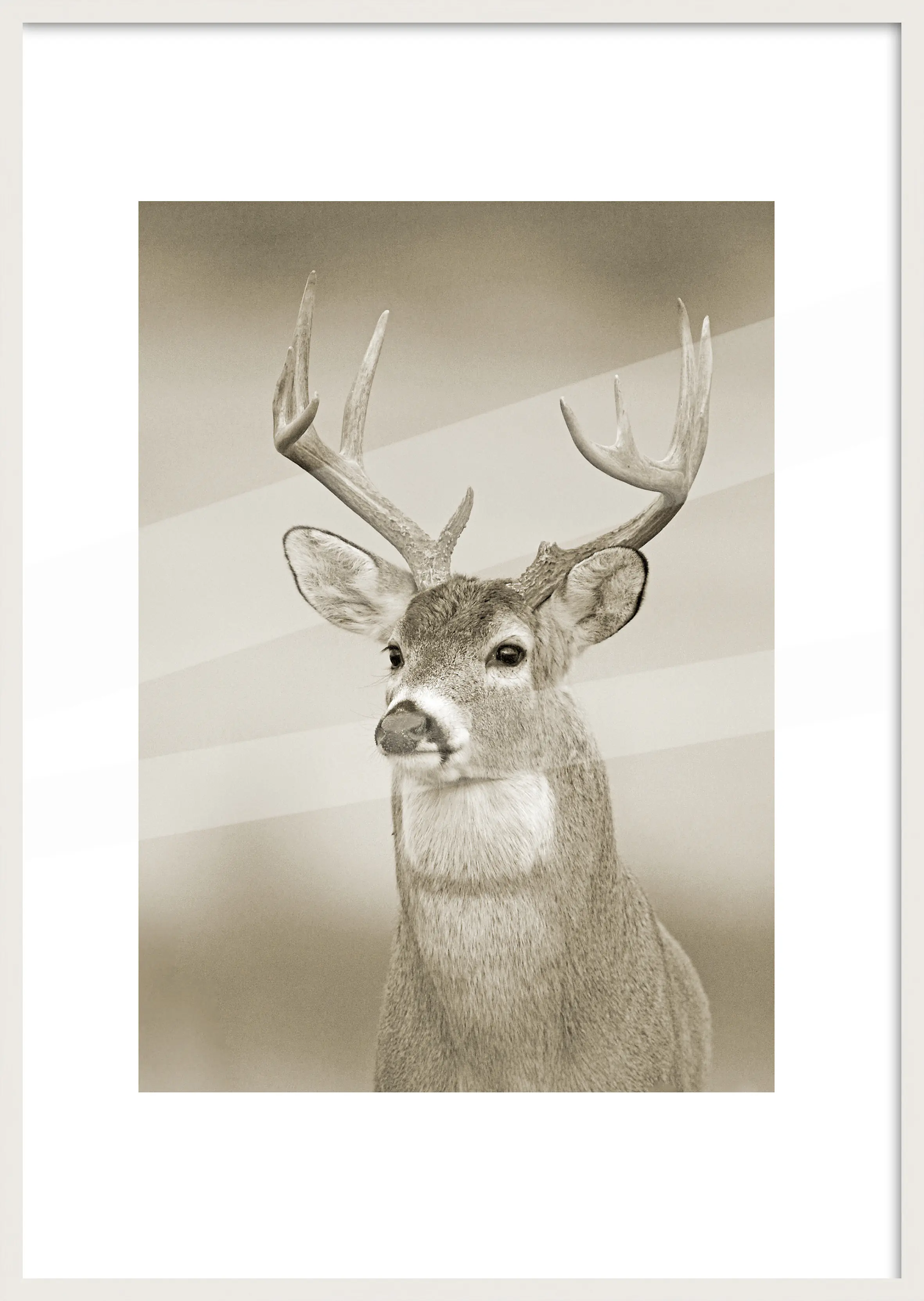 Bilderrahmen Holz Luzern weiß 70 x 100 cm