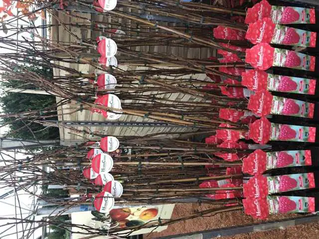 XXL Himbeere 3 L Container