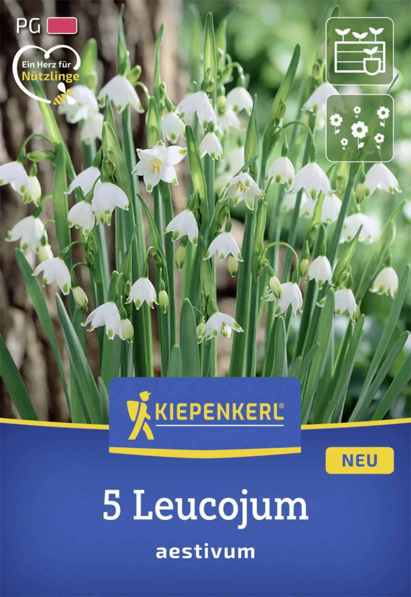 Kiepenkerl Herbstblumenzwiebel Sommerknotenblume 5 Stück