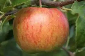 Apfelbaum Goldparmäne 7,5 L Container