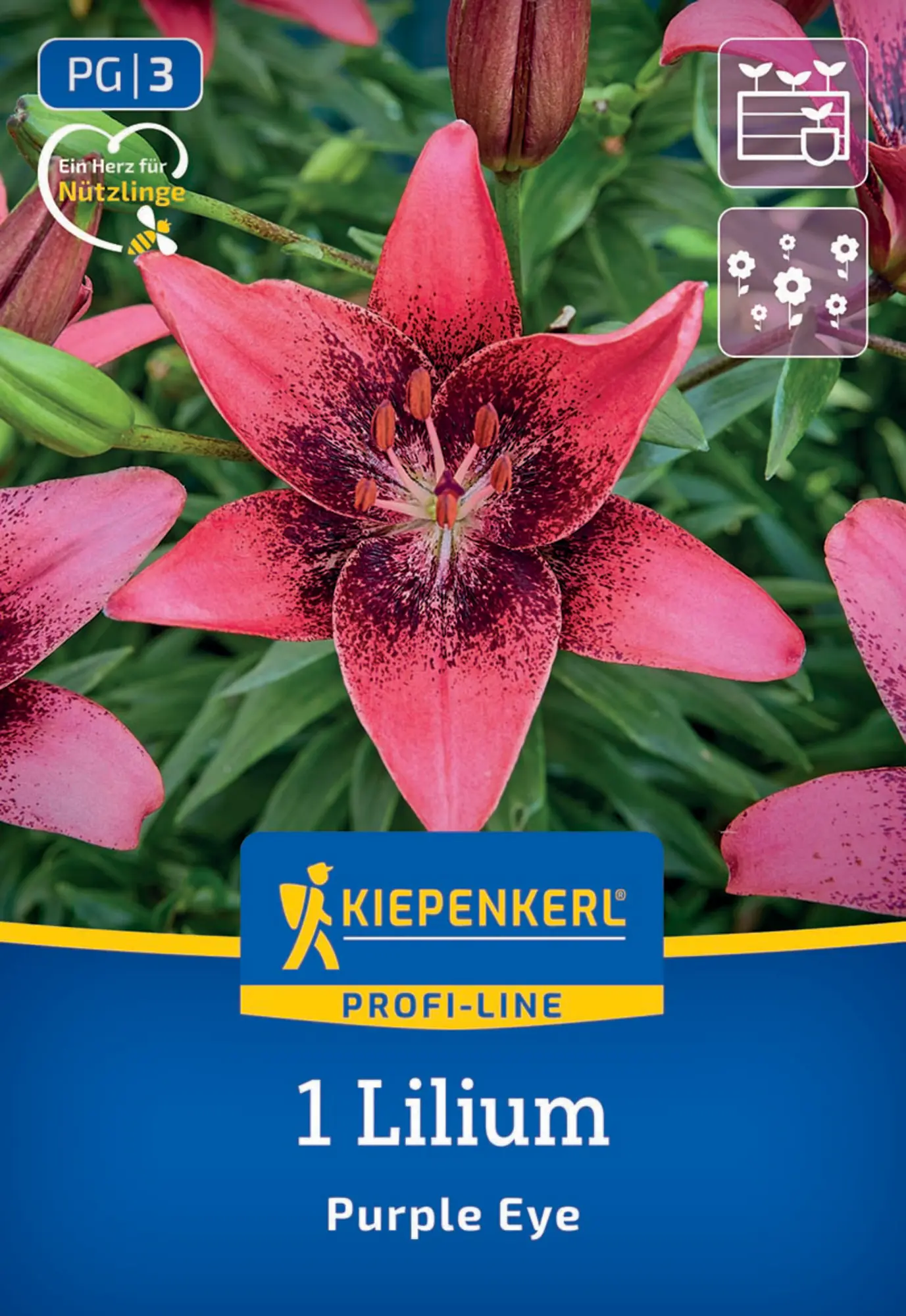 Kiepenkerl Profi-Line Frühjahrsblumenzwiebel Asiatische Lilie Purple Eye 1 Stück