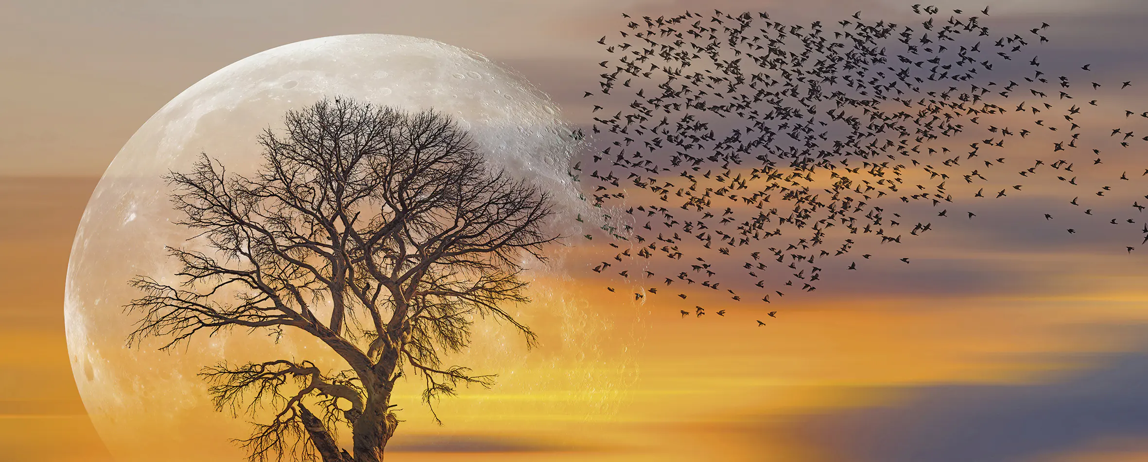 Deco-Glas Bild Baum im Mondschein 125 x 50 cm 