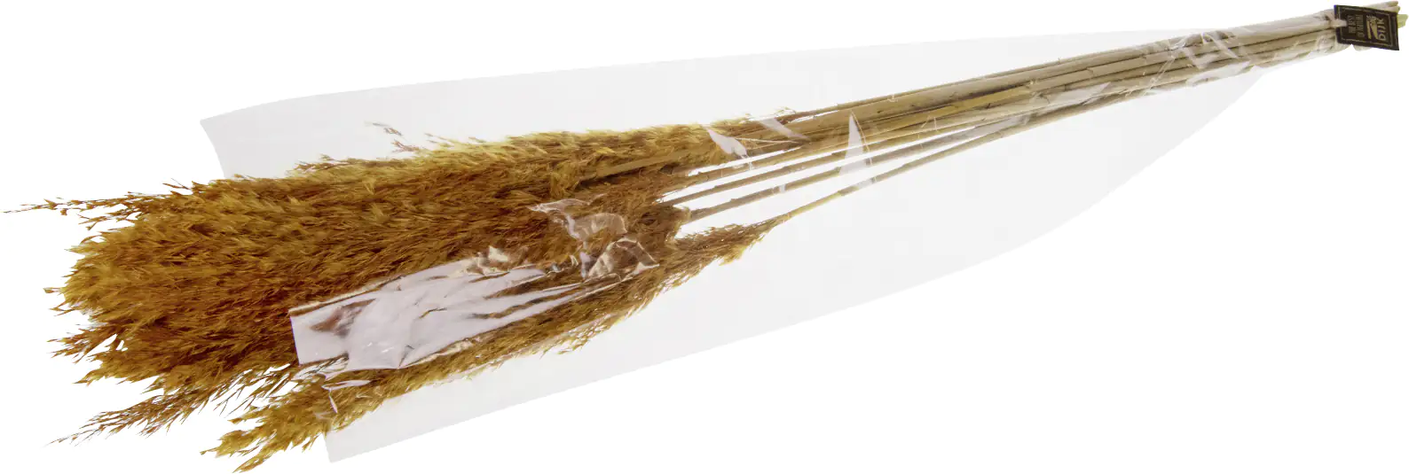 Dijk Schilffahne lang Kyan Herbst 110 cm