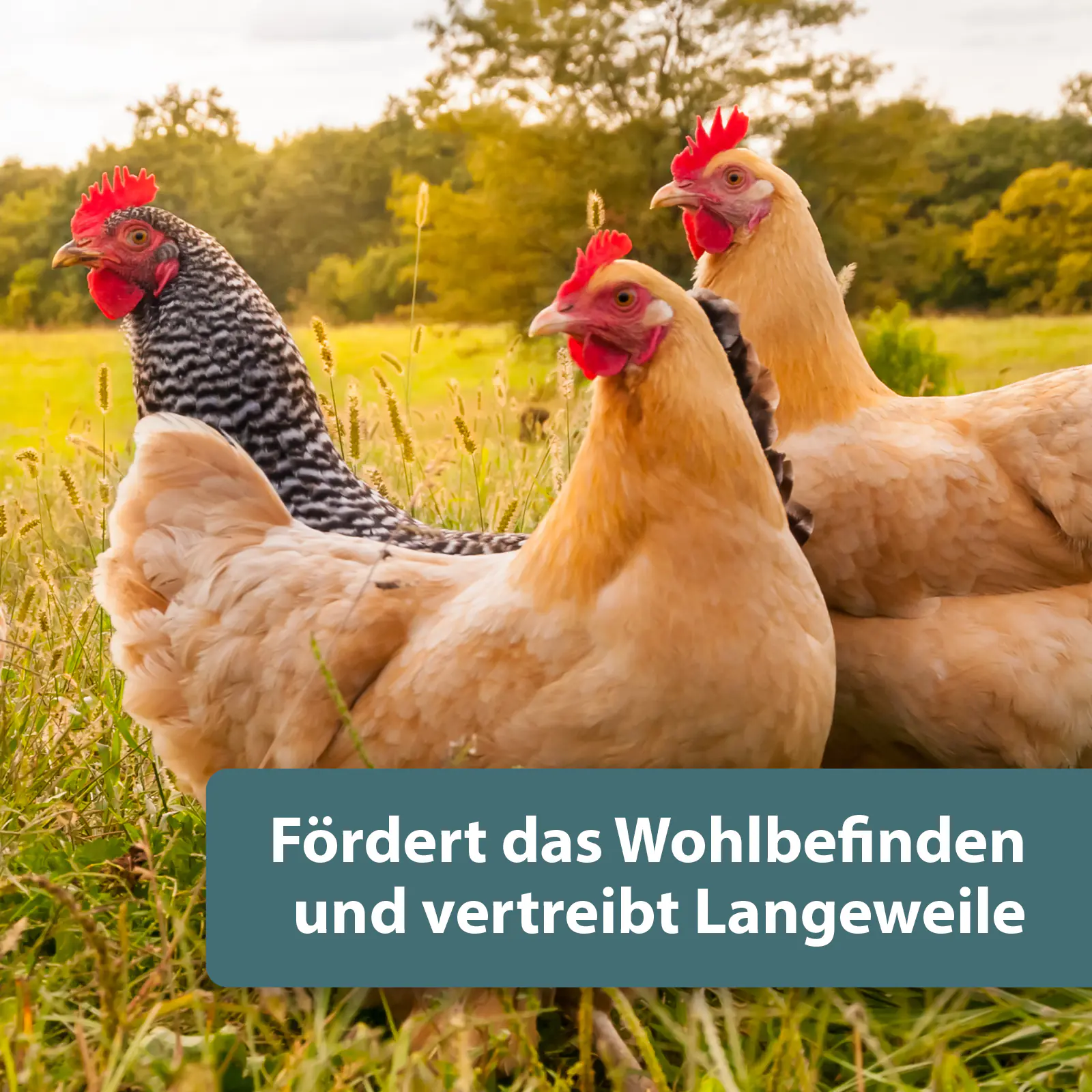 Quiko Hobbyfarming Pick und Scharr Mix für Hühner und Geflügel 700 g