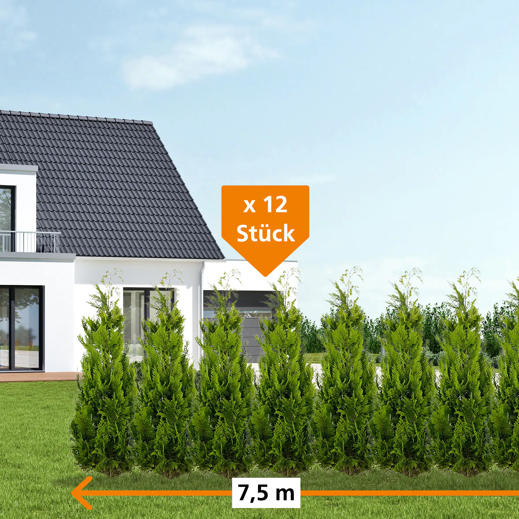 Gelbe Säulenzypresse Cham. law. Ivonne H 180 - 200 cm, 12 Stück