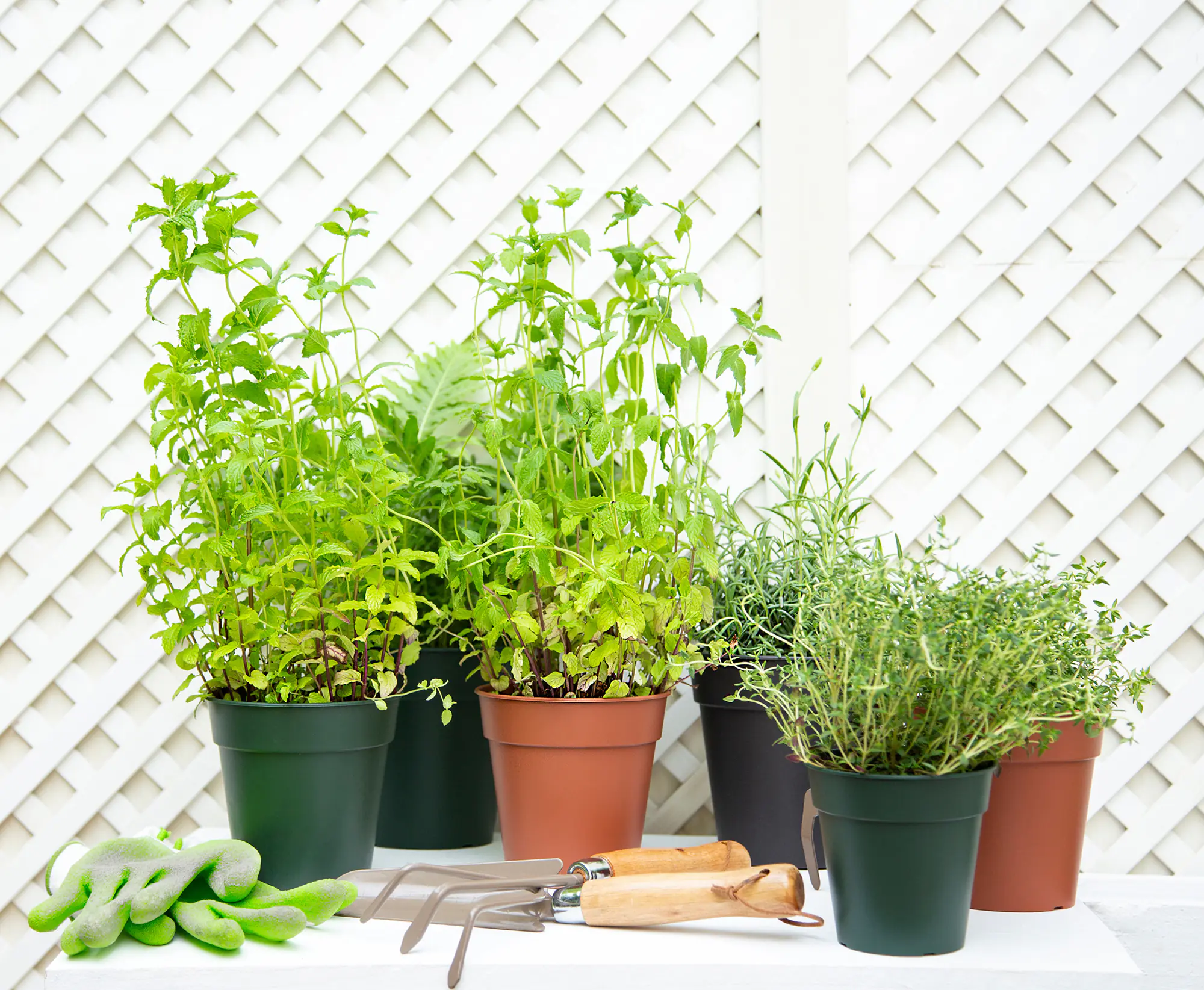 Artevasi Anzuchttopf Madagascar Kunststoff trockengrün Ø 19 x 17 cm 