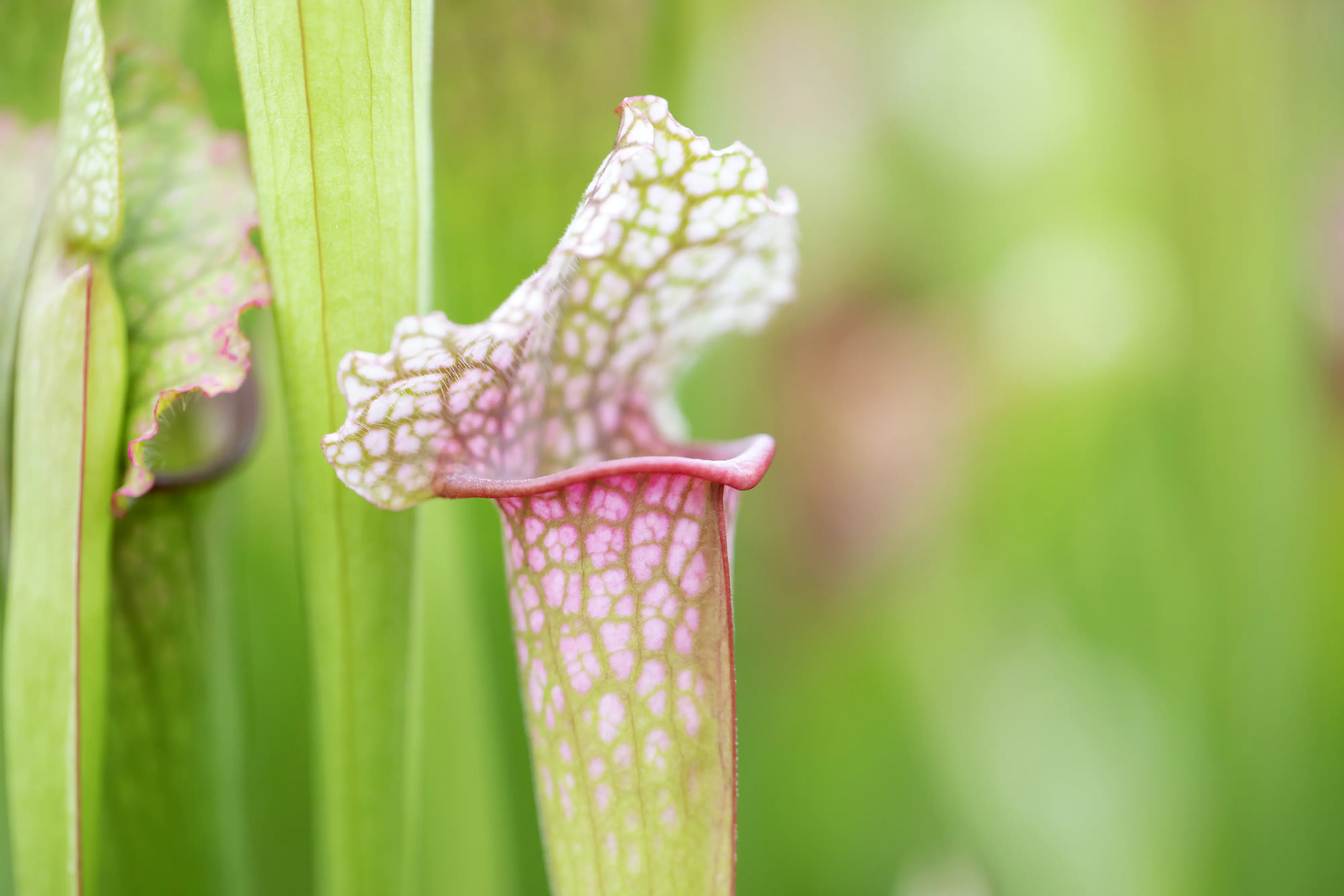 Fleischfressende Pflanzen Schlauchpflanze Mix H 18 cm 6 cm Topf Fleischfressende Pflanzen Schlauchpflanze Mix H 18 cm 6 cm Topf