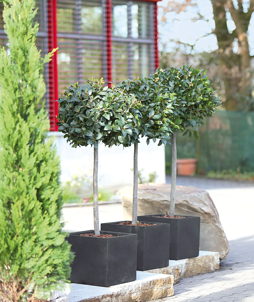 Geli Pflanztopf Kubus 80 x 30 x 27 cm anthrazit Geli Pflanztopf Kubus 80 x 30 x 27 cm anthrazit