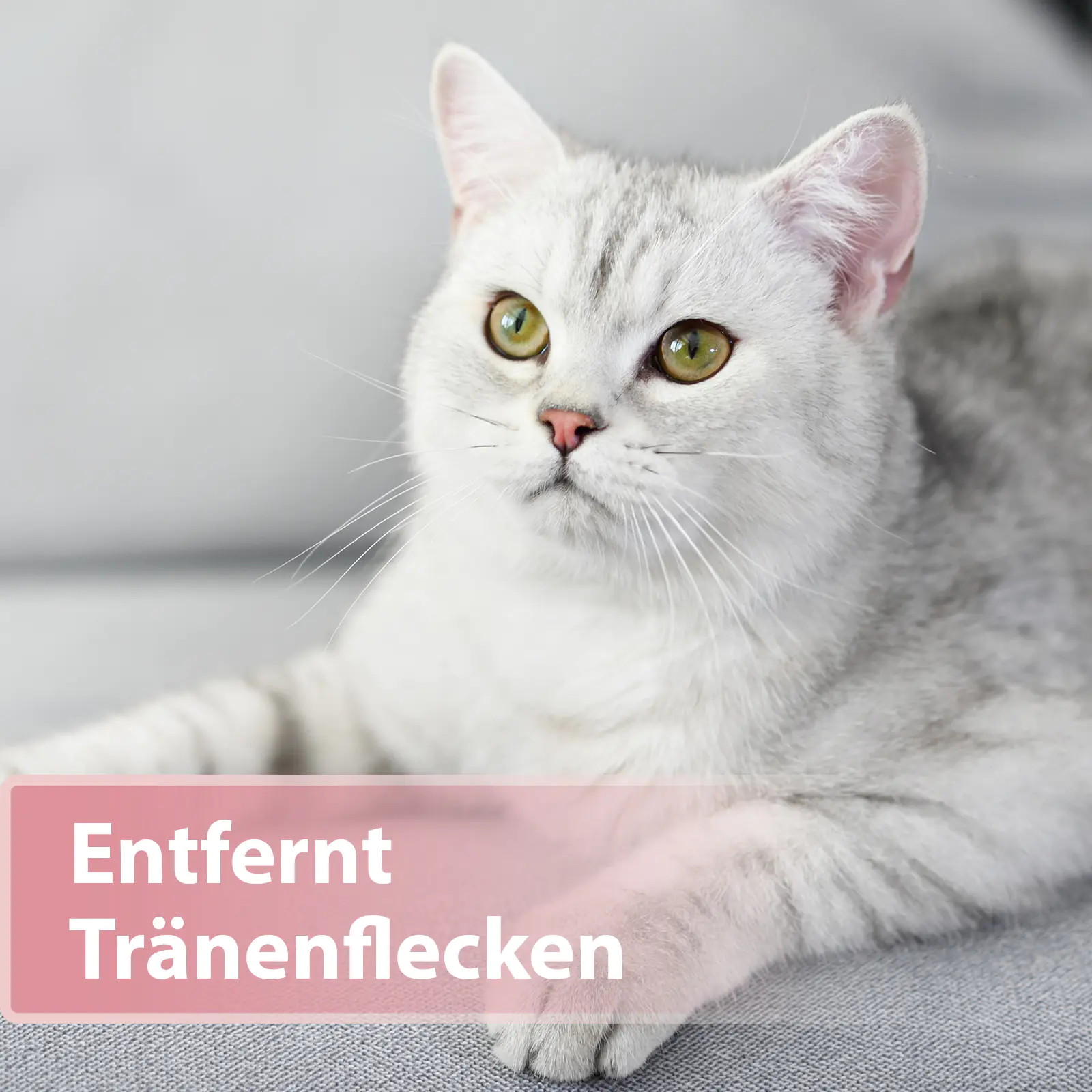 Felisept Augenpflege Pads für Katzen 100 Stück Felisept Augenpflege Pads für Katzen 100 Stück
