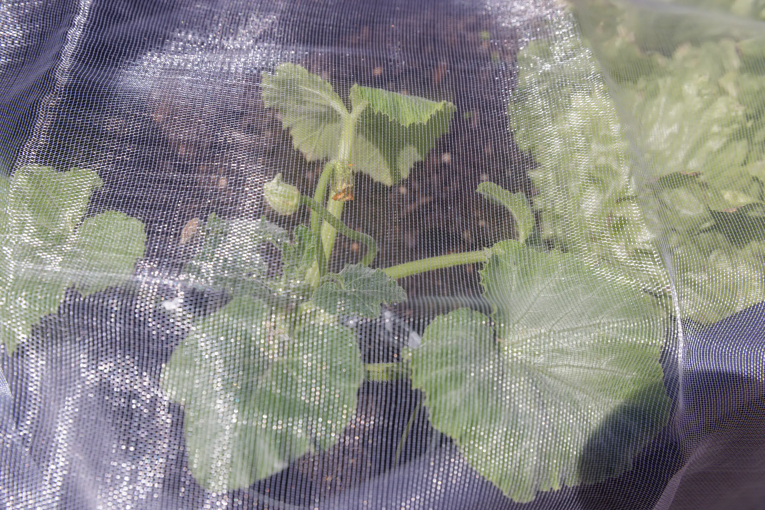 TrendLine Insektenschutznetz 2 x 5 m