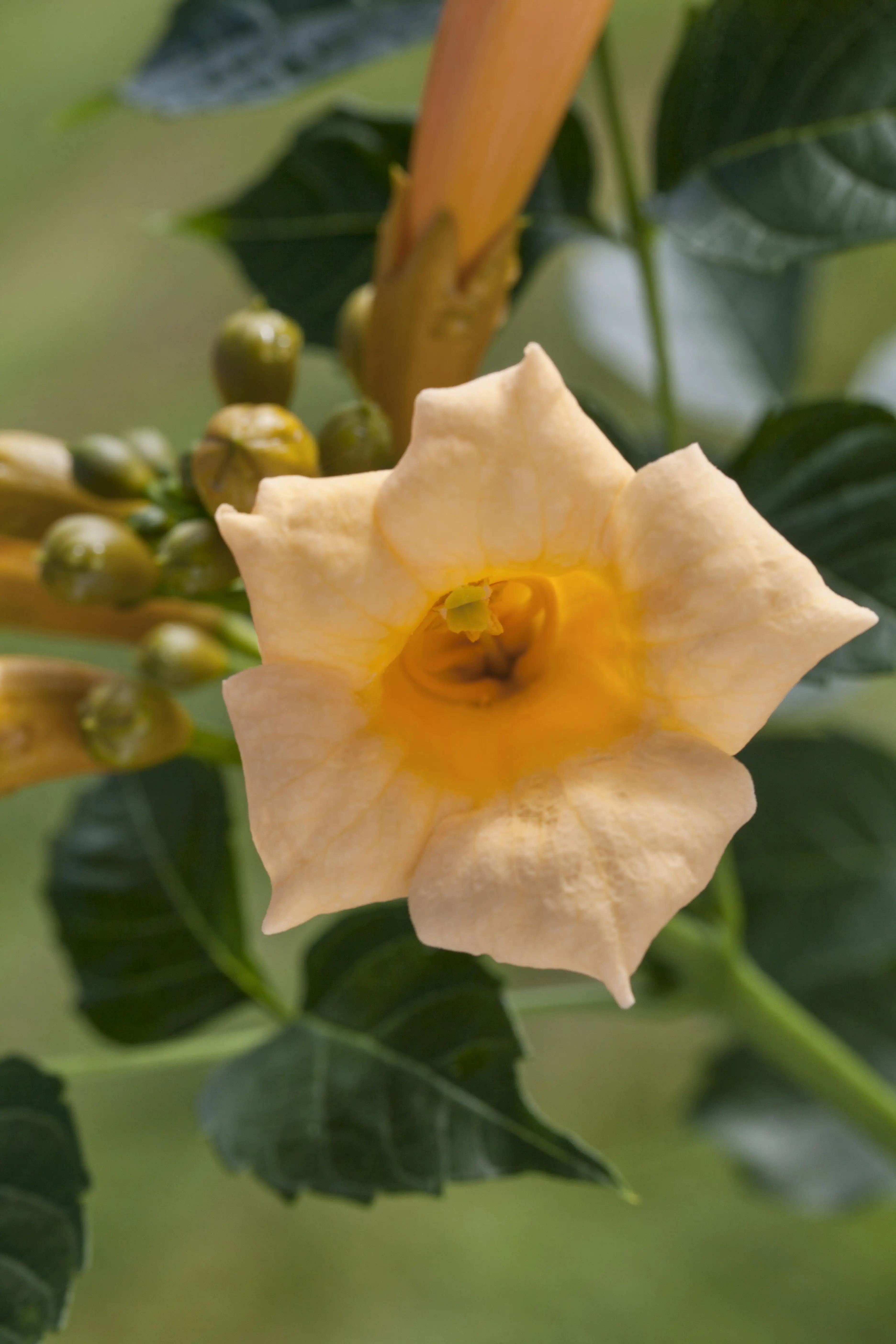 Trompetenblume Golden Trumpet 15 cm Roco Topf, 100 cm hoch