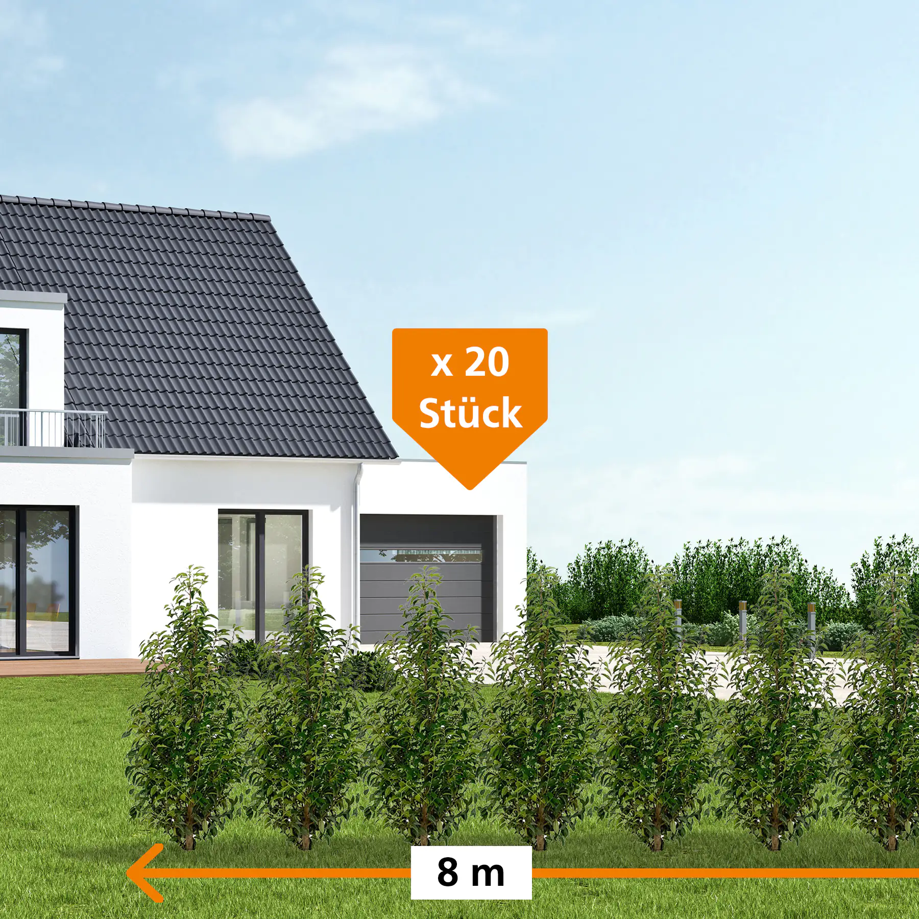 Portugiesische Kirschlorbeer Prunus ang. Lusitanica H 100 - 120 cm, 20 Stück